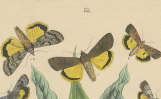 Owl Moths: Lover's Knot and Heart and Dart Lithograph by Kirby, 1882, view 6