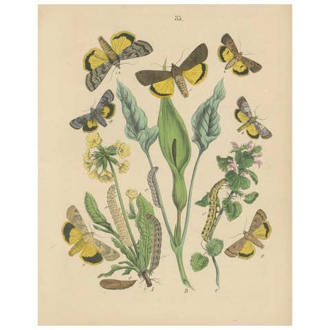 Owl Moths: Lover's Knot and Heart and Dart Lithograph by Kirby, 1882