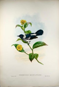 1888 Pied Flycatcher, John Gould 'B1804', Magnificent Hand Coloured Lithograph