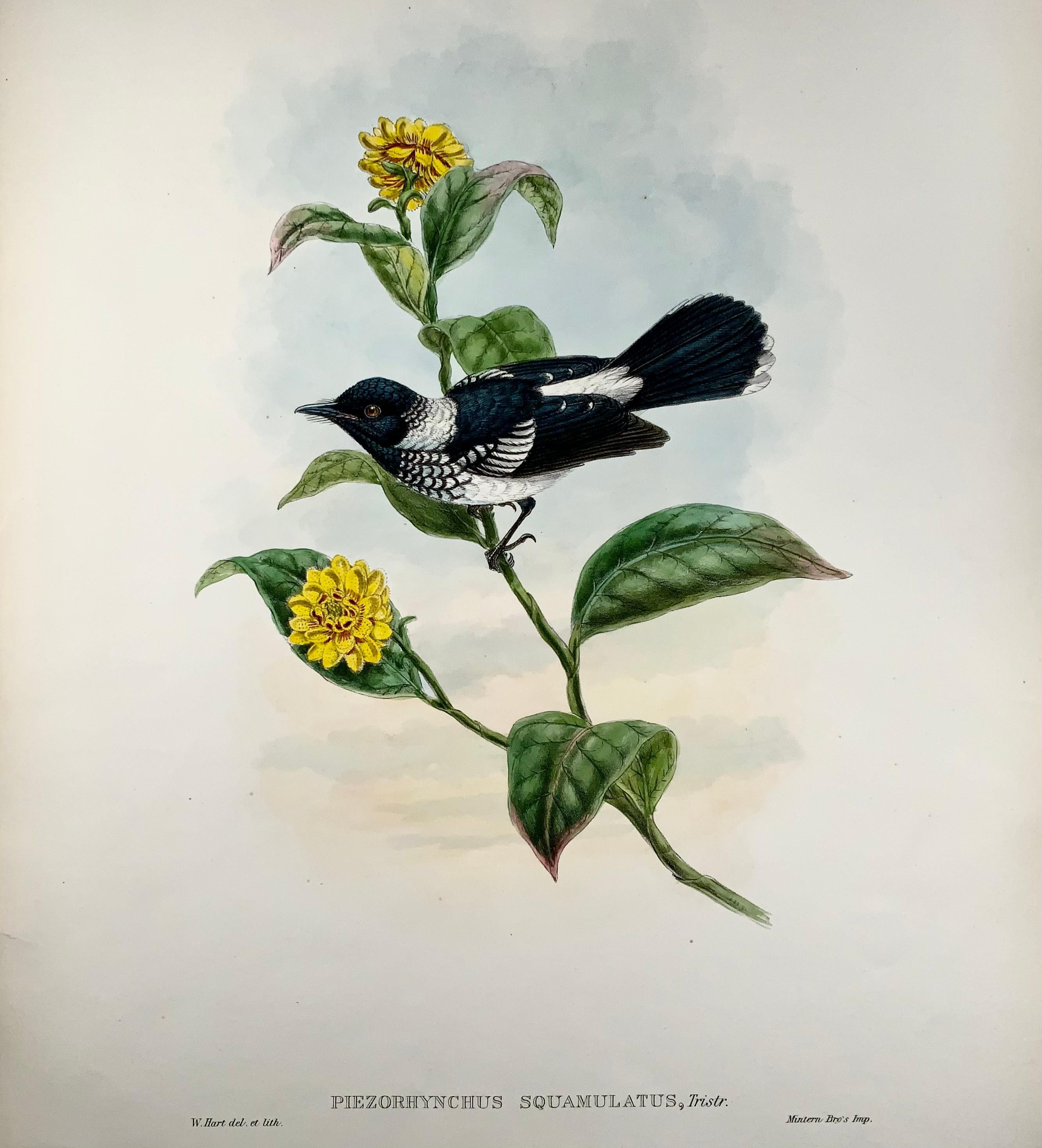 Victorian 1888 Pied Flycatcher, John Gould 'B1804', Magnificent Hand Coloured Lithograph For Sale