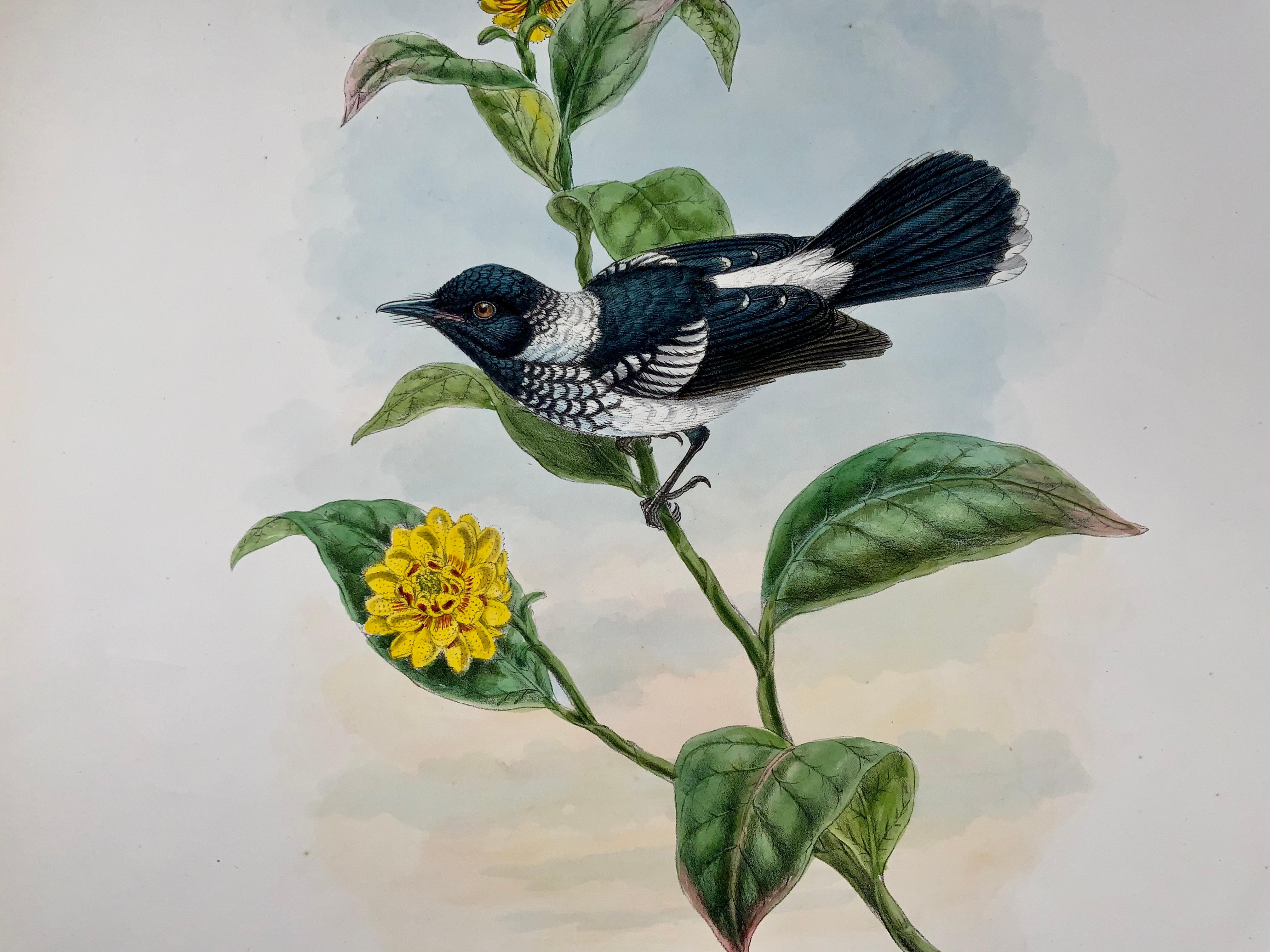 English 1888 Pied Flycatcher, John Gould 'B1804', Magnificent Hand Coloured Lithograph For Sale