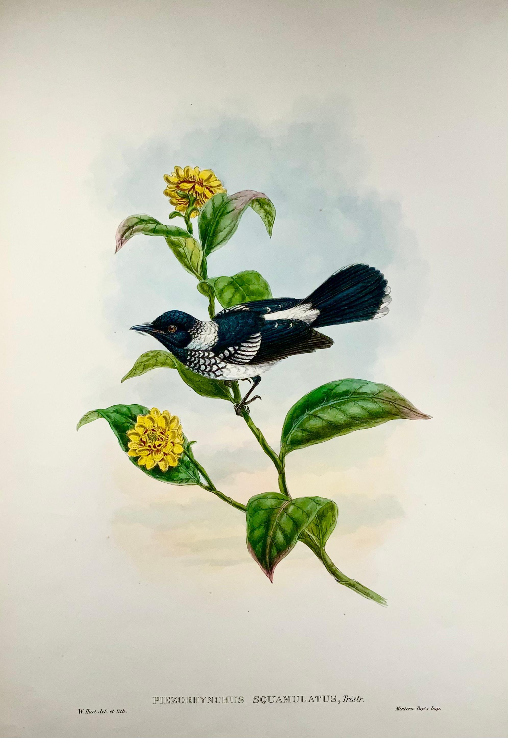 1888 Pied Flycatcher, John Gould 'B1804', Magnificent Hand Coloured Lithograph In Excellent Condition For Sale In Norwich, GB