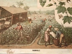 1890 German Educational Chart of Cotton "Baumwolle"
