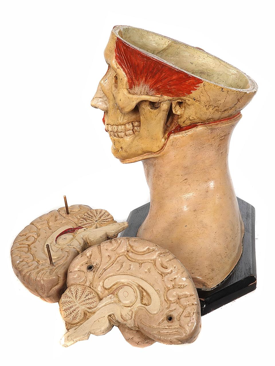 Industrial 1890s Hand Painted Life Size Anatomical of Head