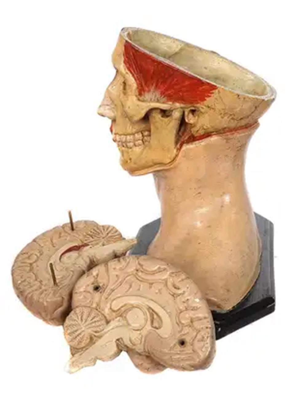 Industrial 1890s Hand Painted Life Size Anatomical of Head For Sale