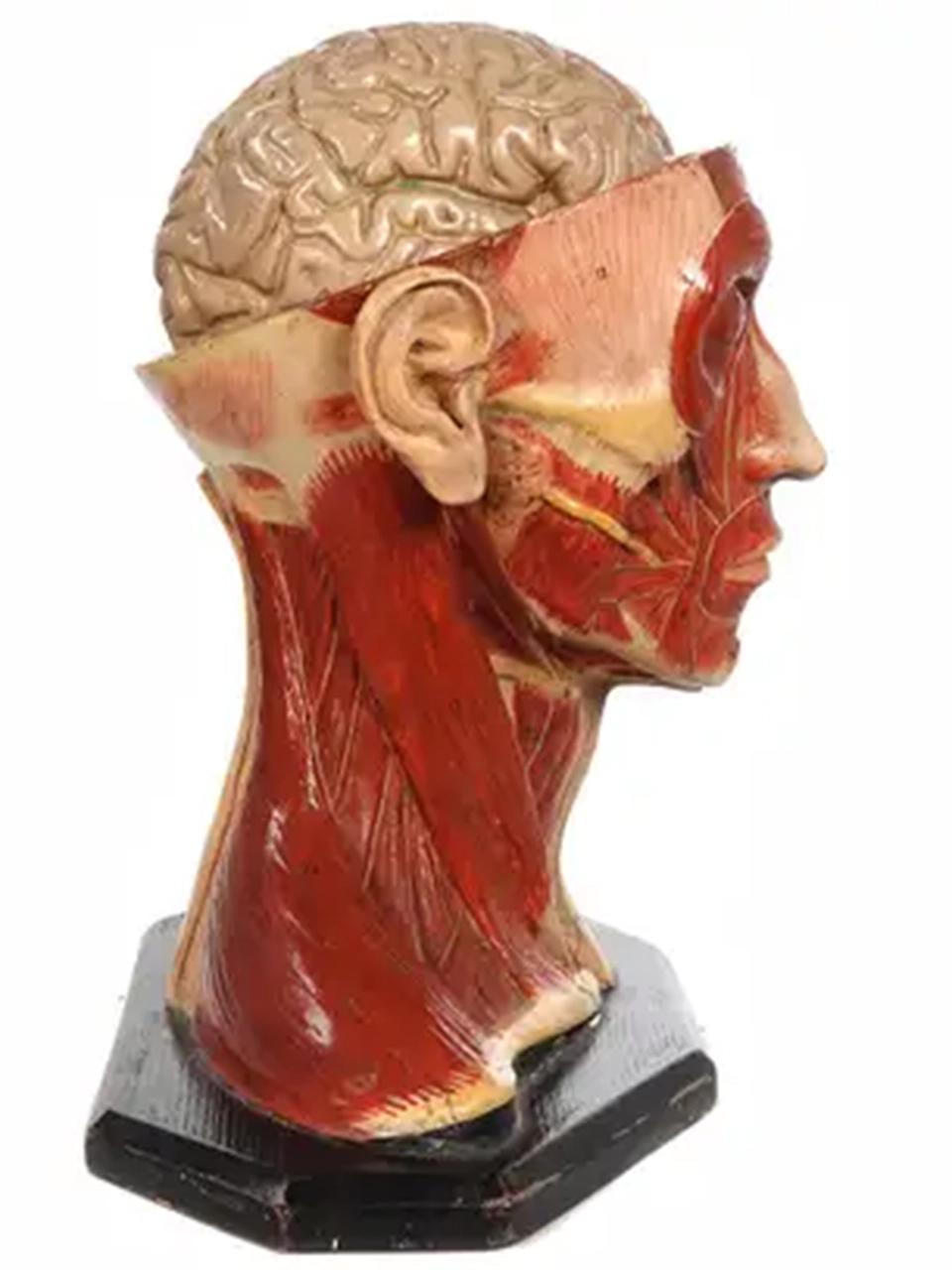 German 1890s Hand Painted Life Size Anatomical of Head For Sale