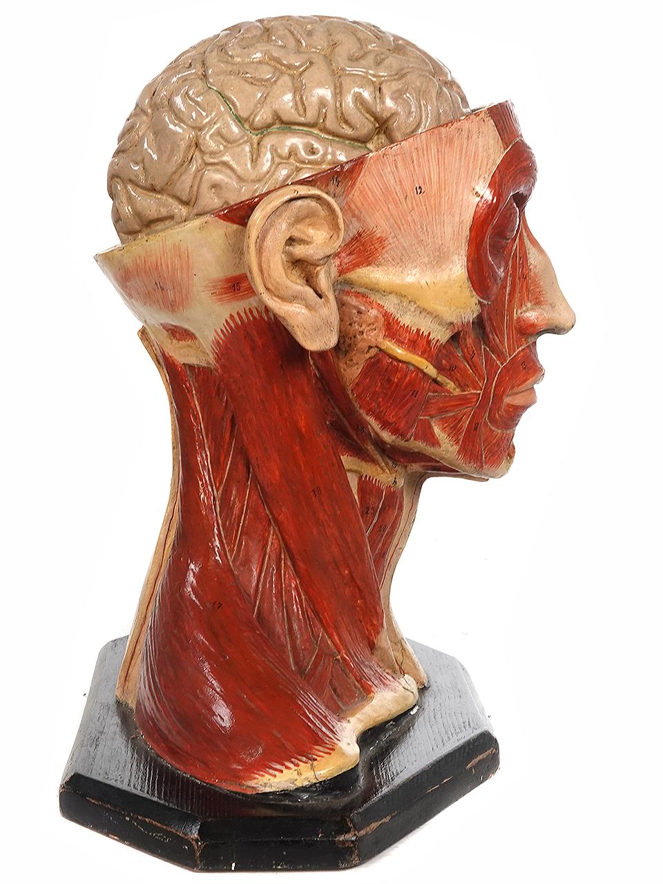 1890s Hand Painted Life Size Anatomical of Head In Good Condition In Peekskill, NY