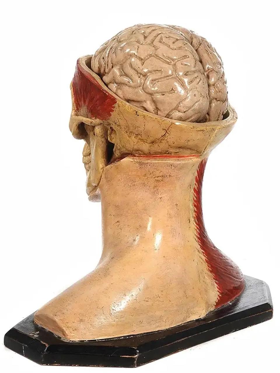 19th Century 1890s Hand Painted Life Size Anatomical of Head For Sale