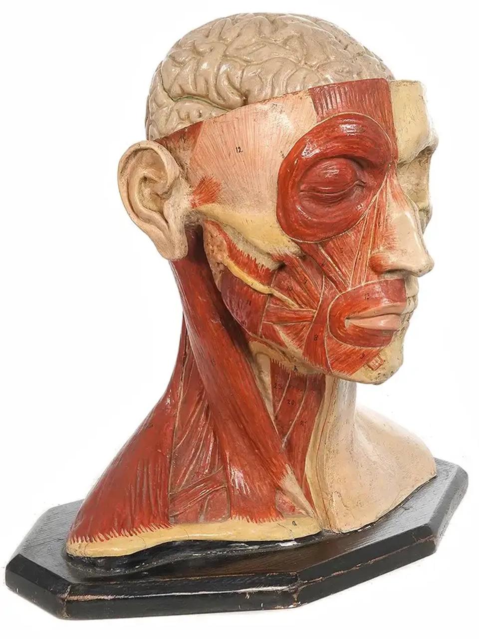 Plâtre 1890s Peint à la main Anatomique grandeur nature de la tête en vente
