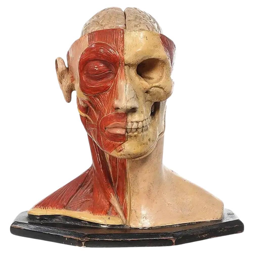 1890s Hand Painted Life Size Anatomical of Head For Sale