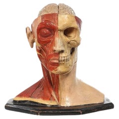 Vintage 1890s Hand Painted Life Size Anatomical of Head