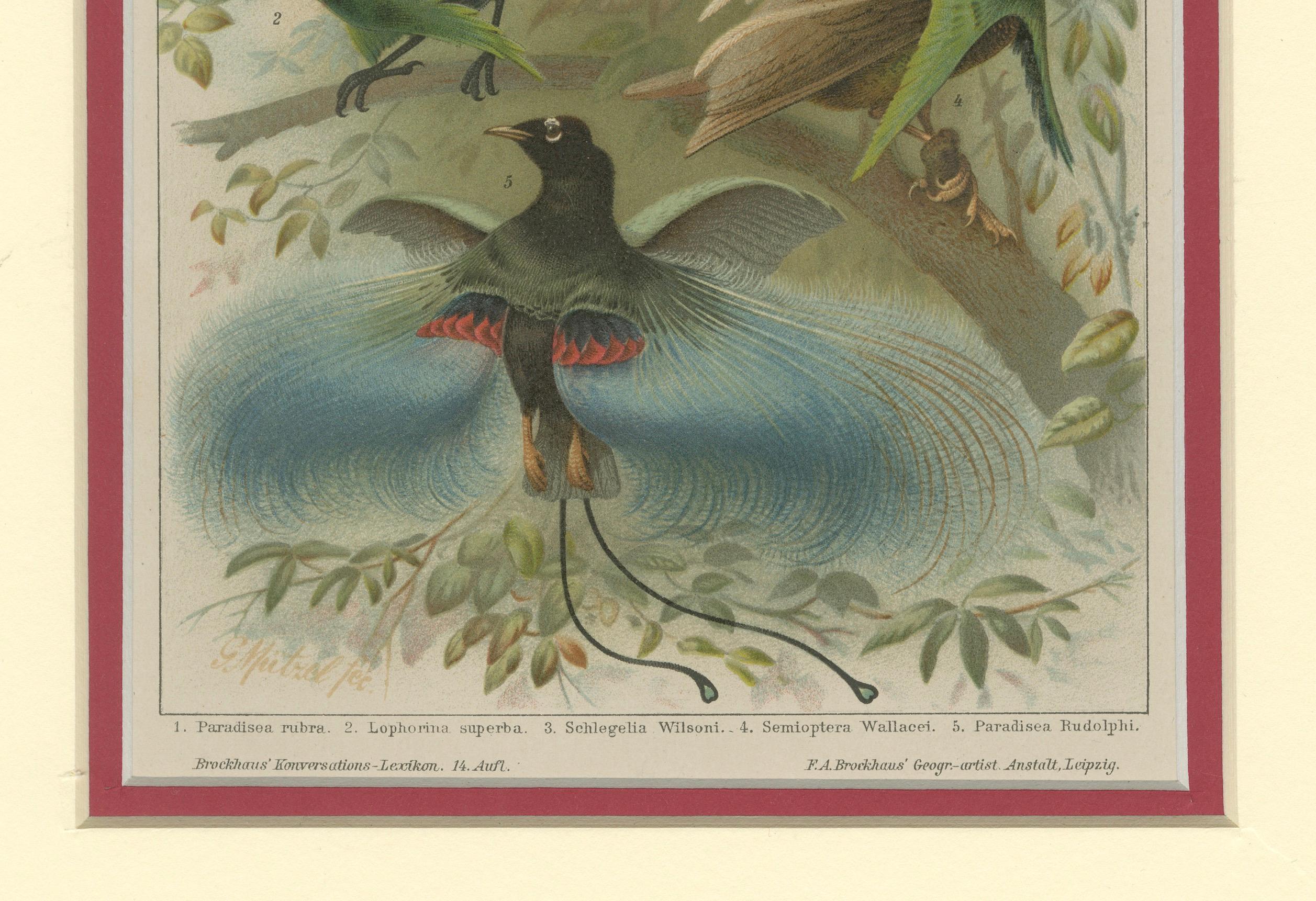 Titolo: Esposizione di uccelli del paradiso - Cromolitografia da Konversations-Lexikon di Brockhaus, 1894

Questa cromolitografia tratta dall'edizione del 1894 del *Brockhaus' Konversations-Lexikon* raffigura diverse specie di Uccelli del Paradiso