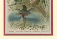 1894 Chromolithograph of Birds of Paradise – A Historical Interpretation