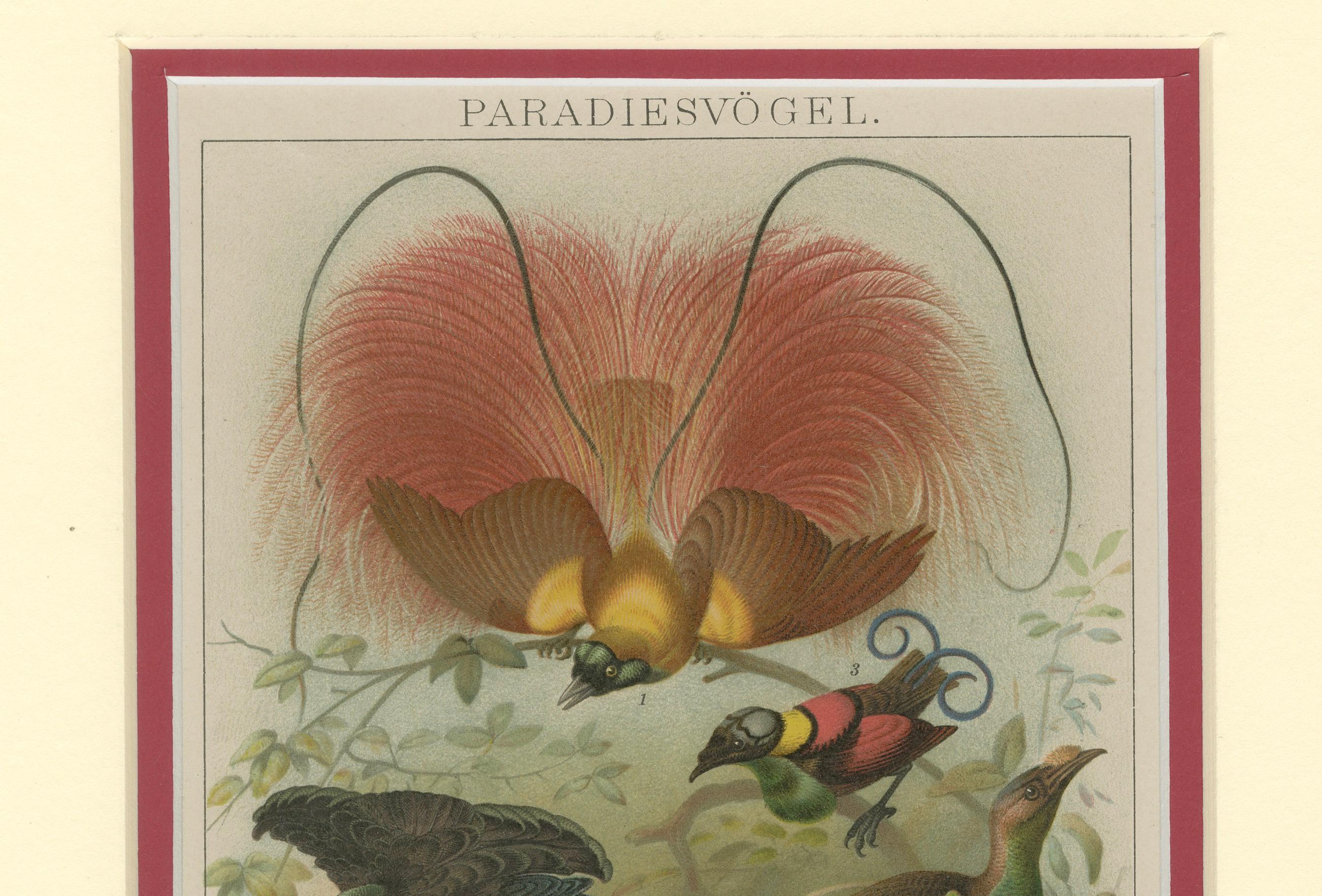 1894 Cromolitografia di Uccelli del Paradiso - Un'interpretazione storica In condizioni buone in vendita a Langweer, NL