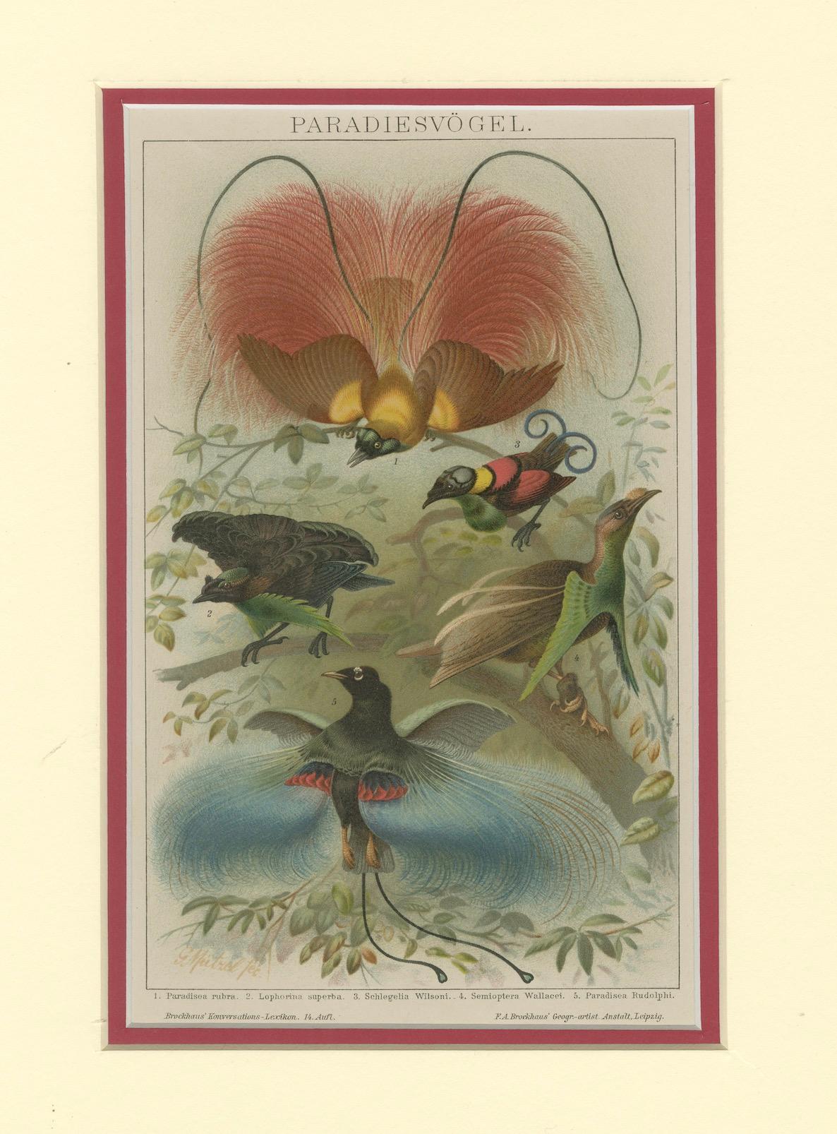 Fine XIX secolo 1894 Cromolitografia di Uccelli del Paradiso - Un'interpretazione storica in vendita
