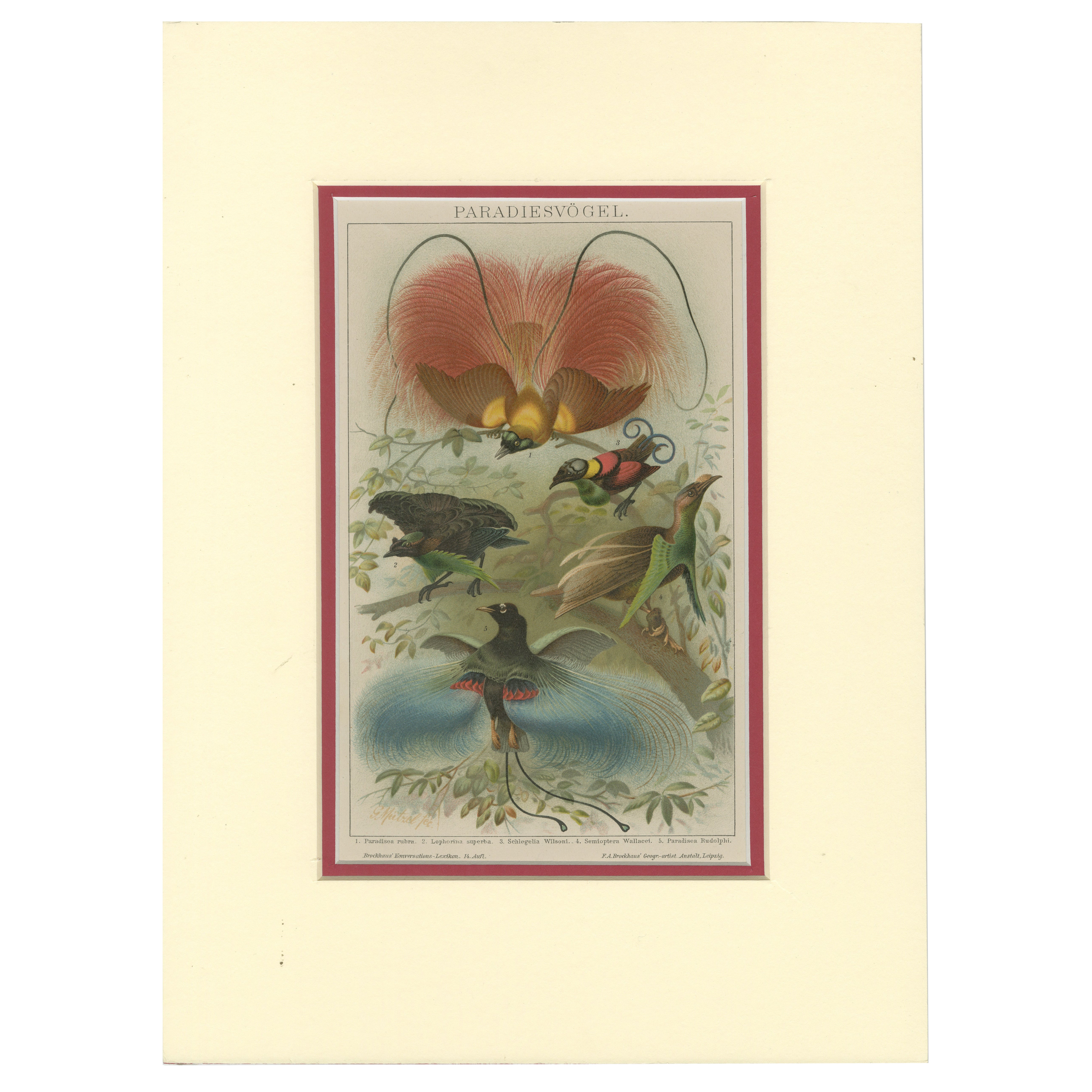 1894 Chromolithograph of Birds of Paradise – A Historical Interpretation