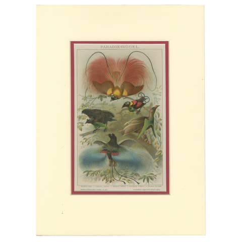 1894 Chromolithograph of Birds of Paradise – A Historical Interpretation