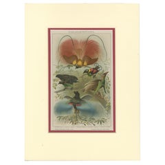 1894 Chromolithograph of Birds of Paradise – A Historical Interpretation