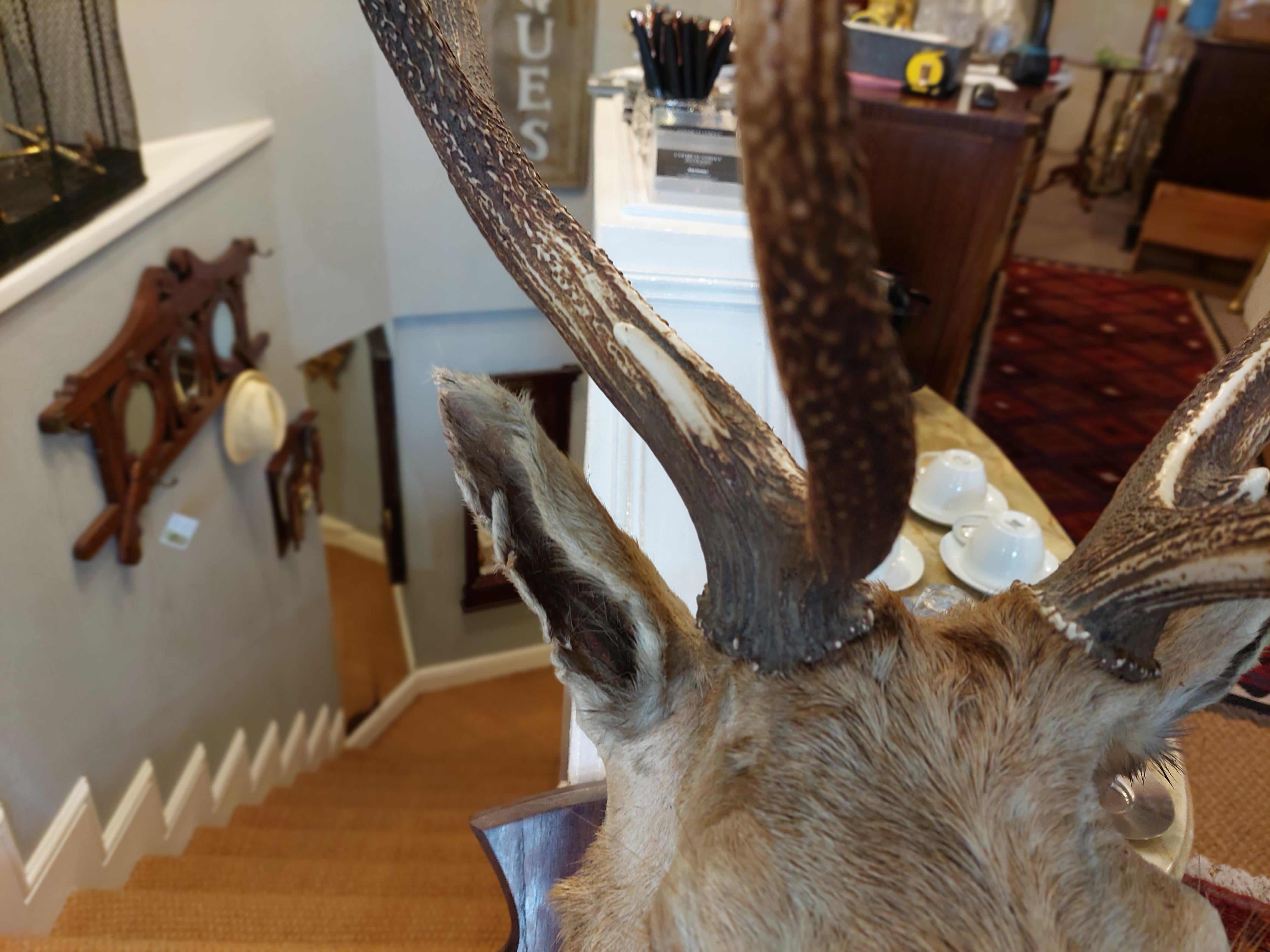 1896 Taxidermy 10 Point Stags Head on an oak shield-shaped plaque, entitled 
