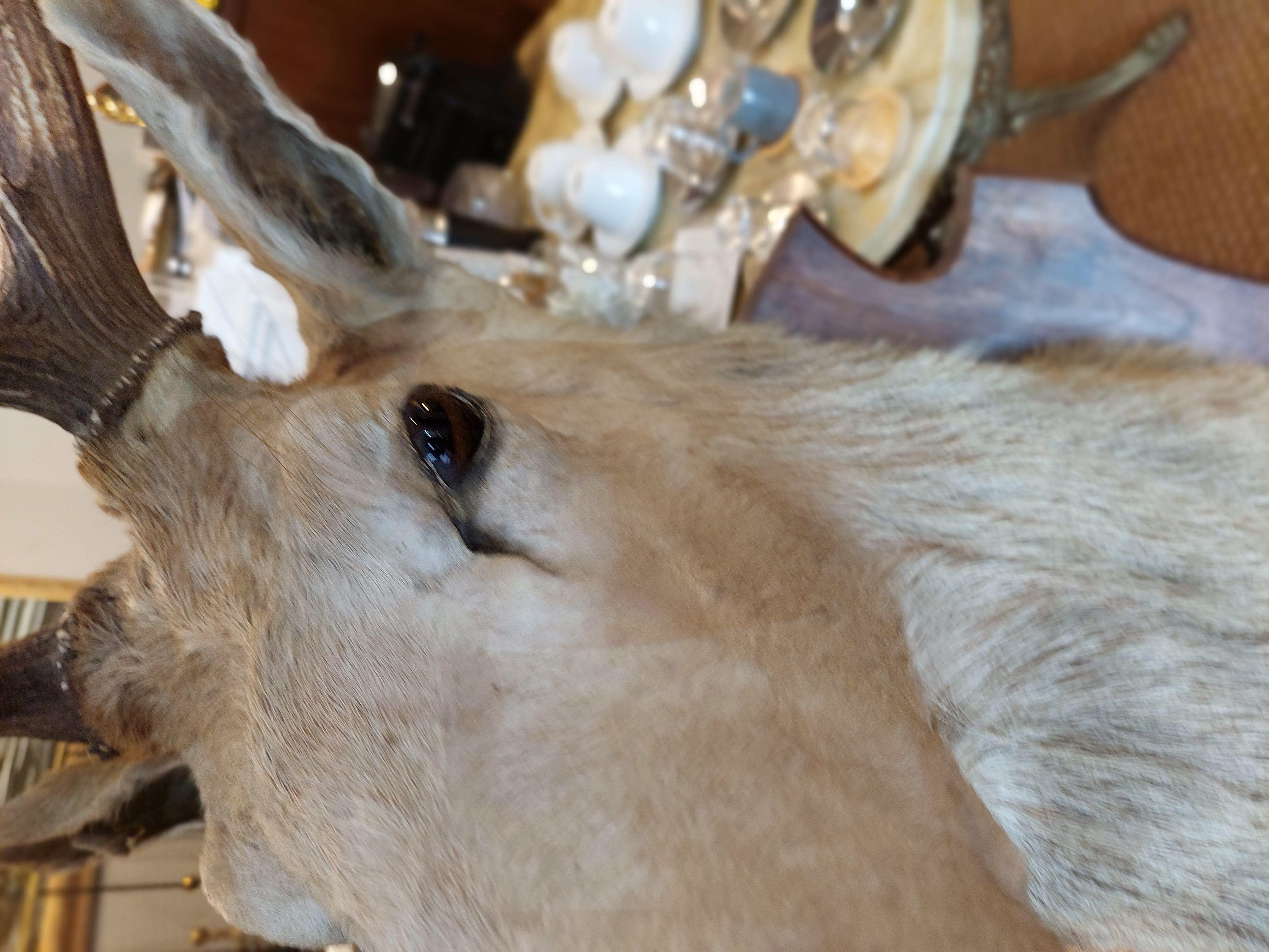 Late 19th Century 1896 Taxidermy 10 Point Stags Head For Sale
