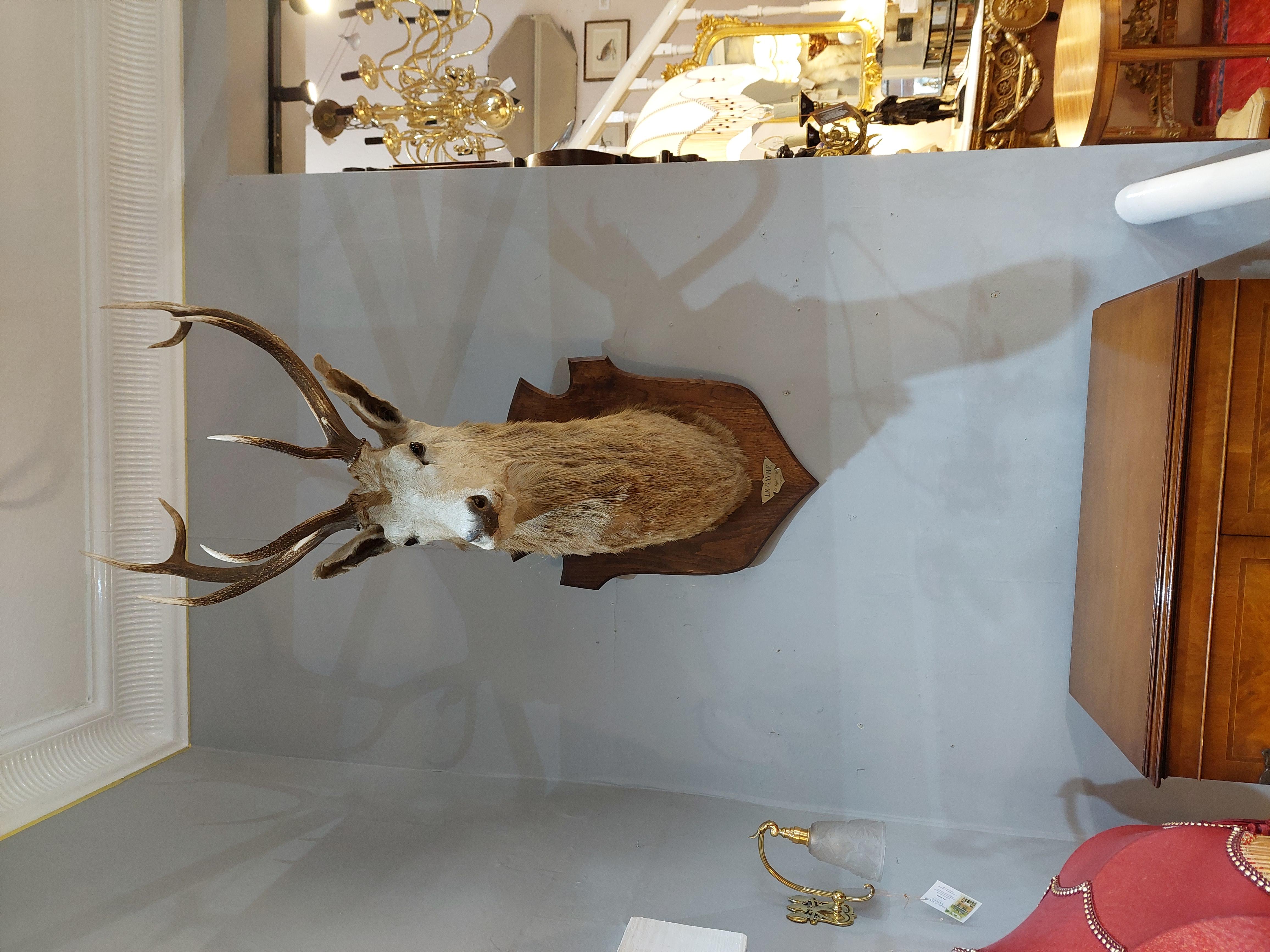 1896 Taxidermy 10 Point Stags Head For Sale 1