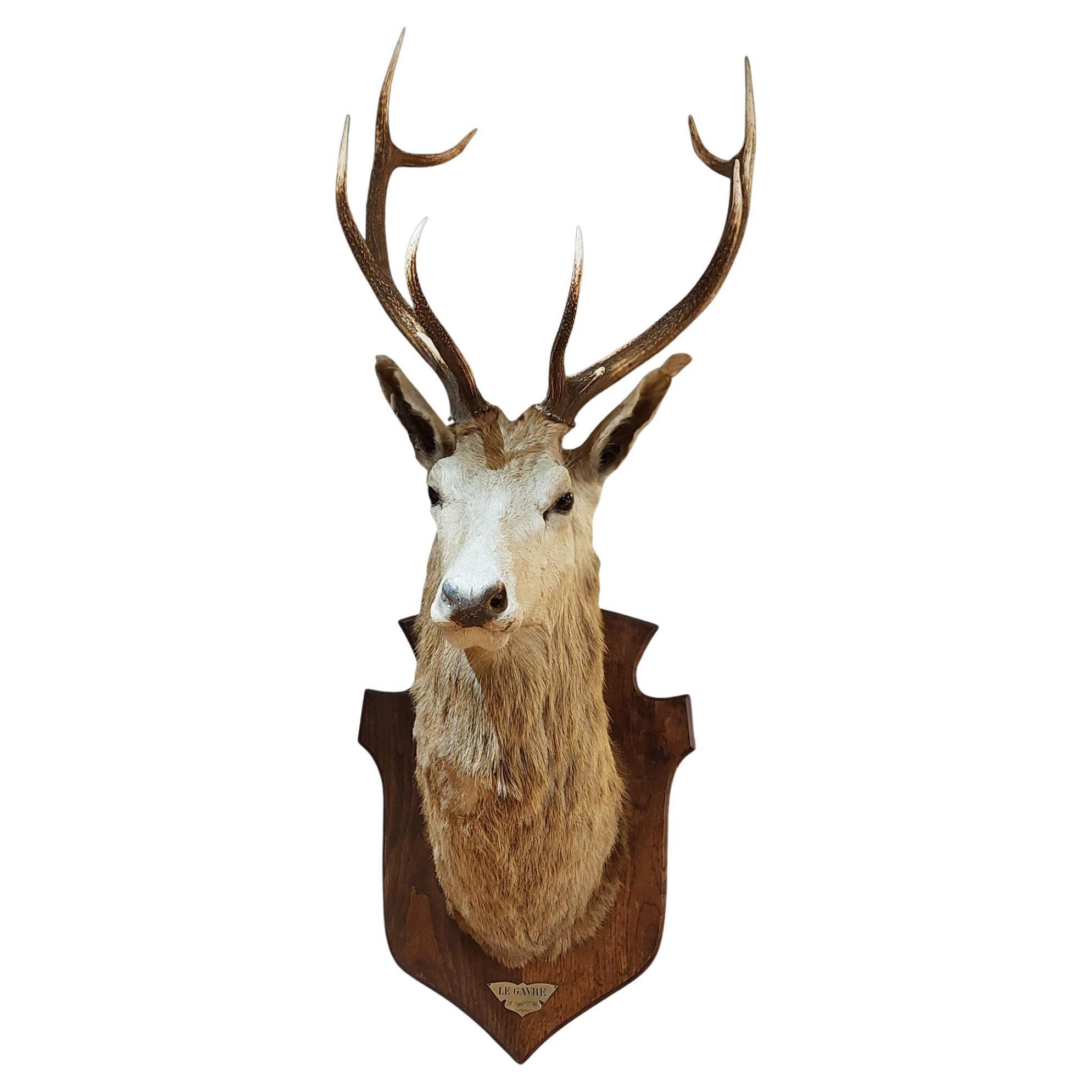 1896 Taxidermy 10 Point Stags Head For Sale