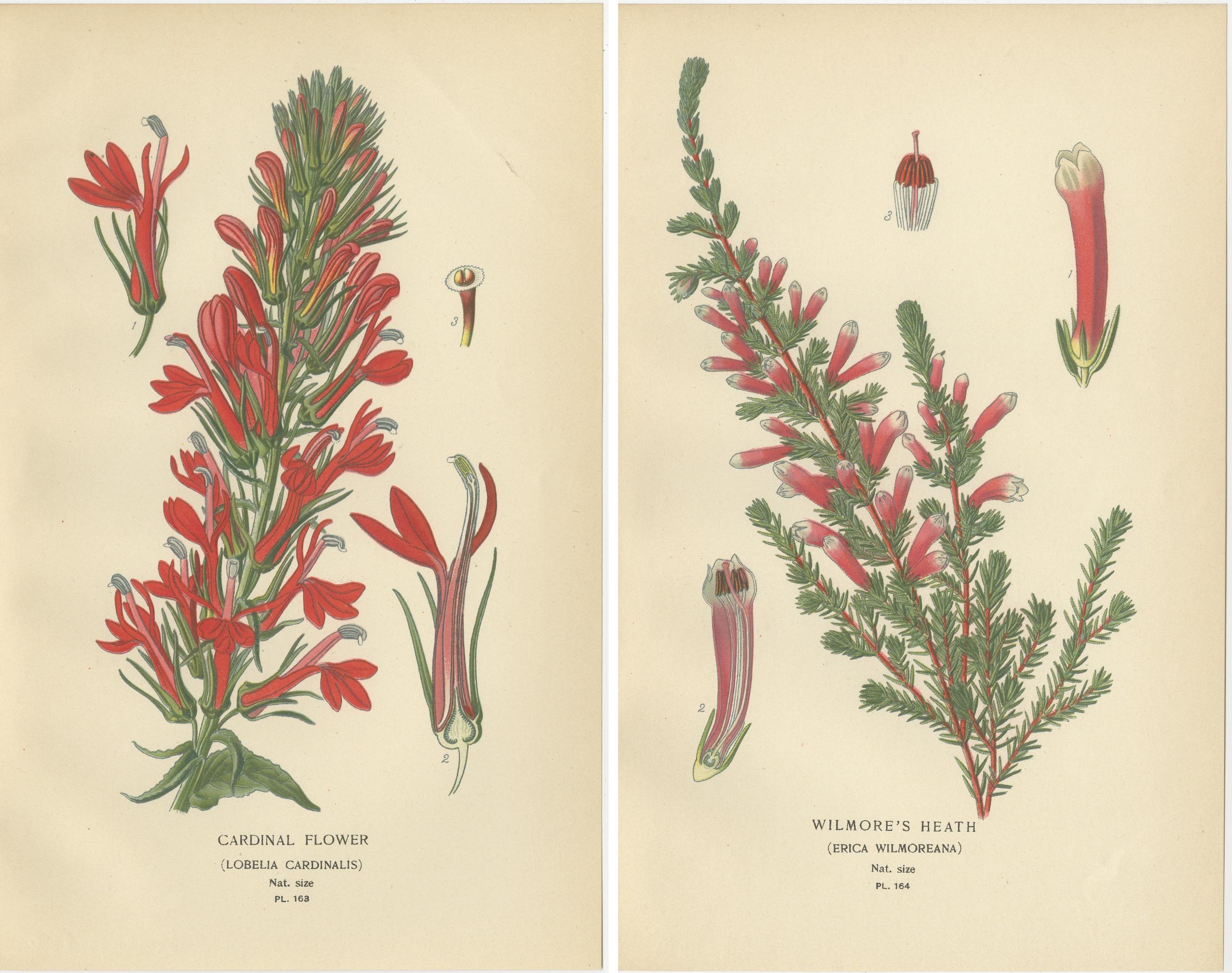 Titel: 1897 Antike botanische Drucke - Glockenblumen und Lobelien Trio  
 
Diese beiden botanischen Originaldrucke aus dem Jahr 1897 zeigen die Kardinalblume (Lobelia cardinalis) und die Wilmore's Heide (Erica wilmoreana), die für ihre auffälligen