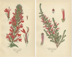 1897 Antique Botanical Prints – A Red Cardinal Flower and Wilmore's Heath