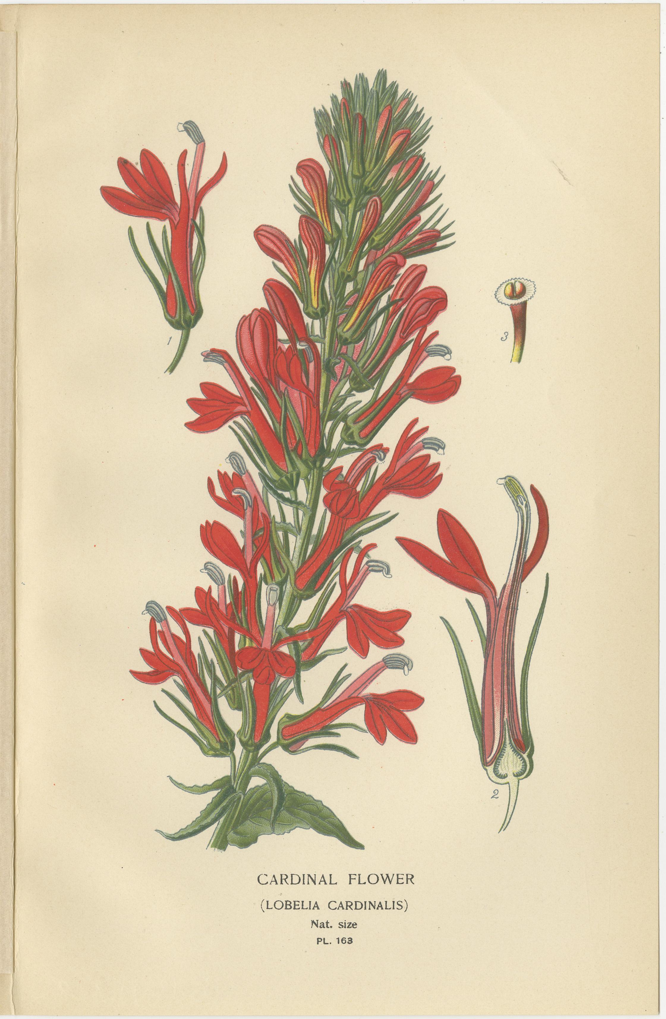 1897 Antike botanische Drucke - Eine rote Kardinalblume und Wilmores Heide im Zustand „Gut“ im Angebot in Langweer, NL