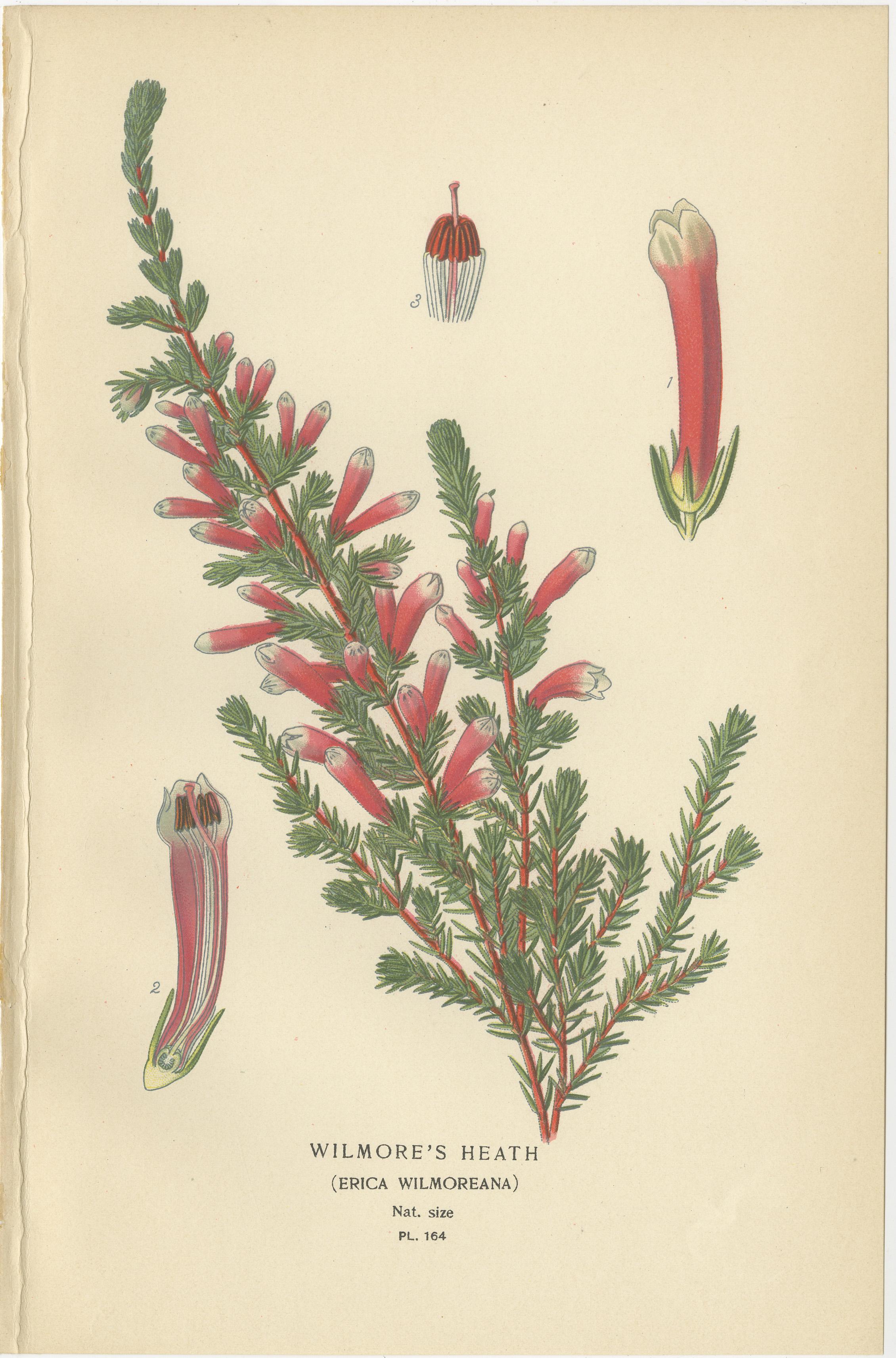 1897 Antike botanische Drucke - Eine rote Kardinalblume und Wilmores Heide (Spätes 19. Jahrhundert) im Angebot