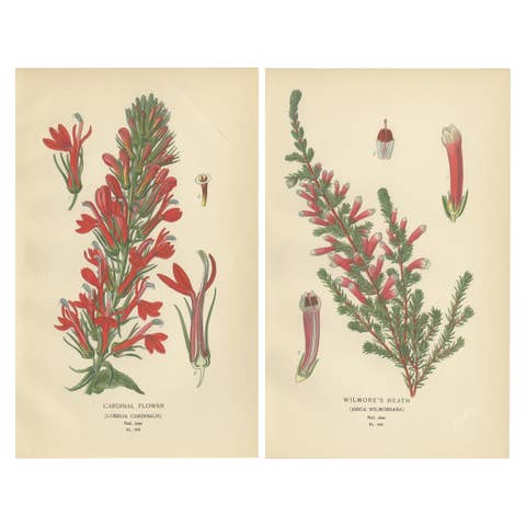 1897 Antique Botanical Prints – A Red Cardinal Flower and Wilmore's Heath