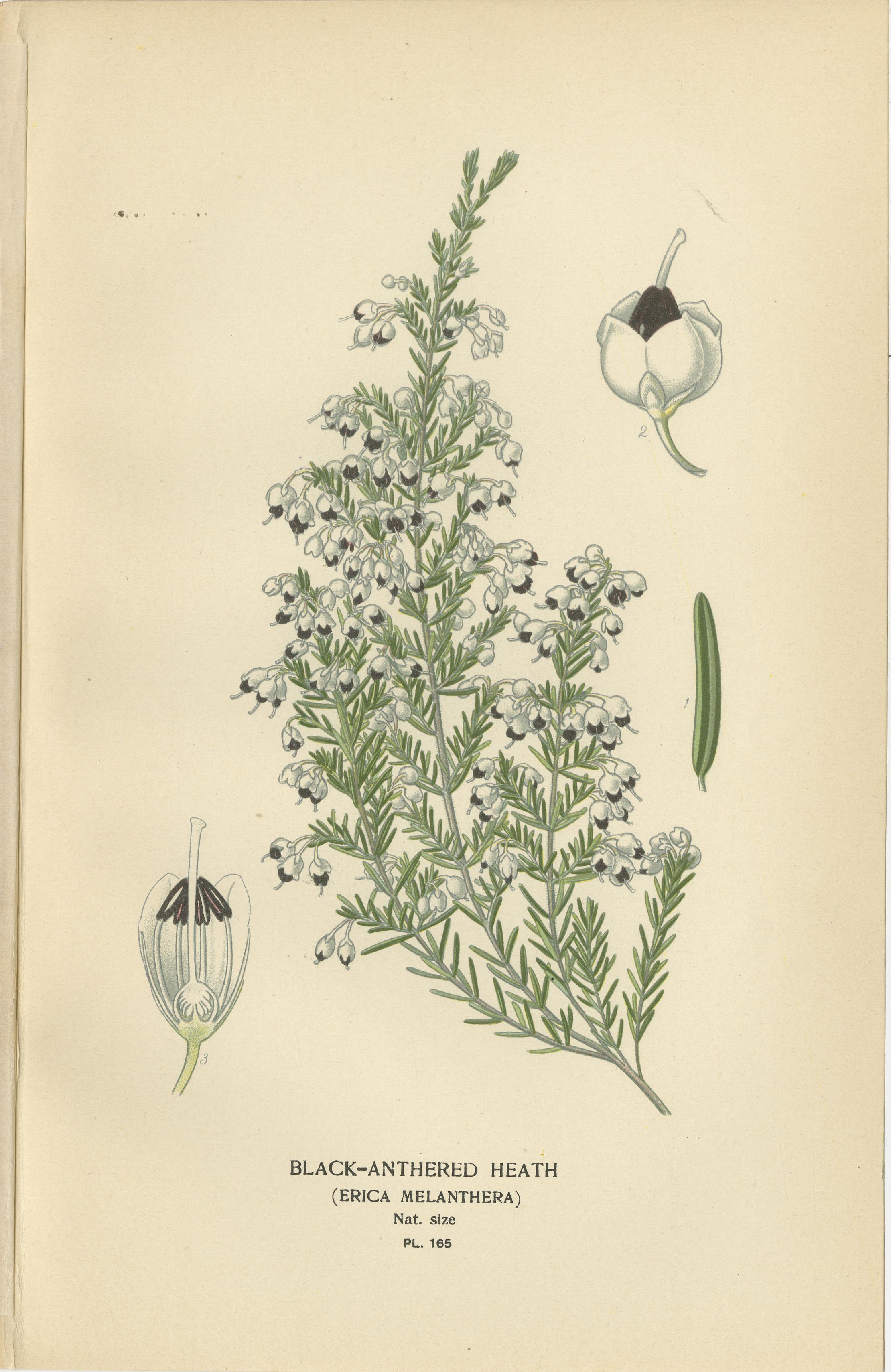 Titel: Botanische Drucke von 1897 - Azalee, Heidesorten und Seelavendel  

Dieser bemerkenswerte Satz von vier botanischen Originaldrucken aus dem Jahr 1897 zeigt die Schwarzdornheide (Erica melanthora), die Azalee (Azalea indica), die Australische