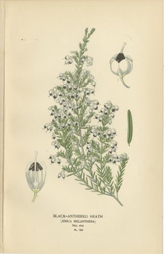 1897 Antique Botanical Prints – Azalea, Heath Varieties and Sea Lavender