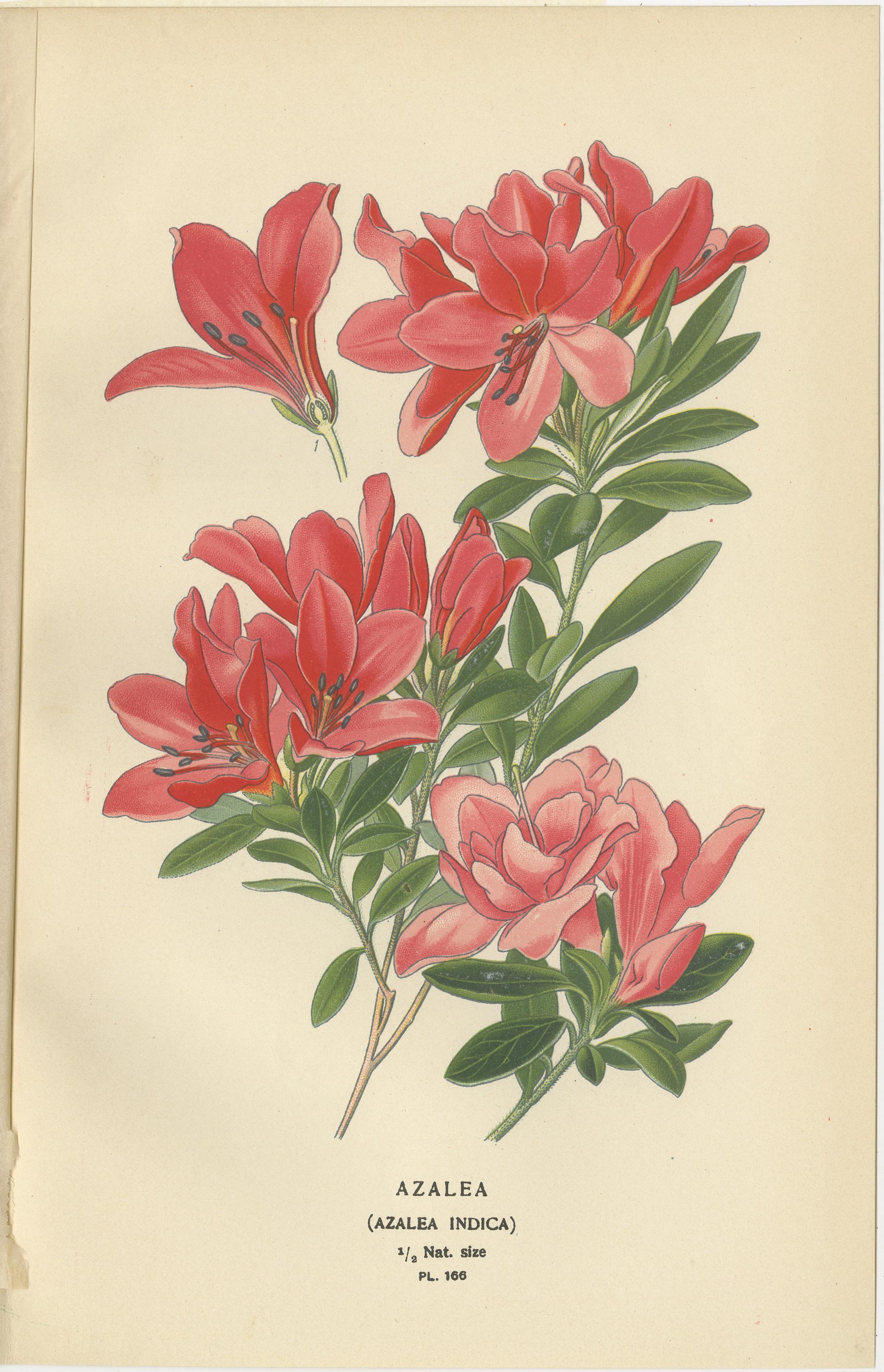 1897 Antike botanische Drucke - Azalee, Heidesorten und Seelavendel im Zustand „Gut“ im Angebot in Langweer, NL