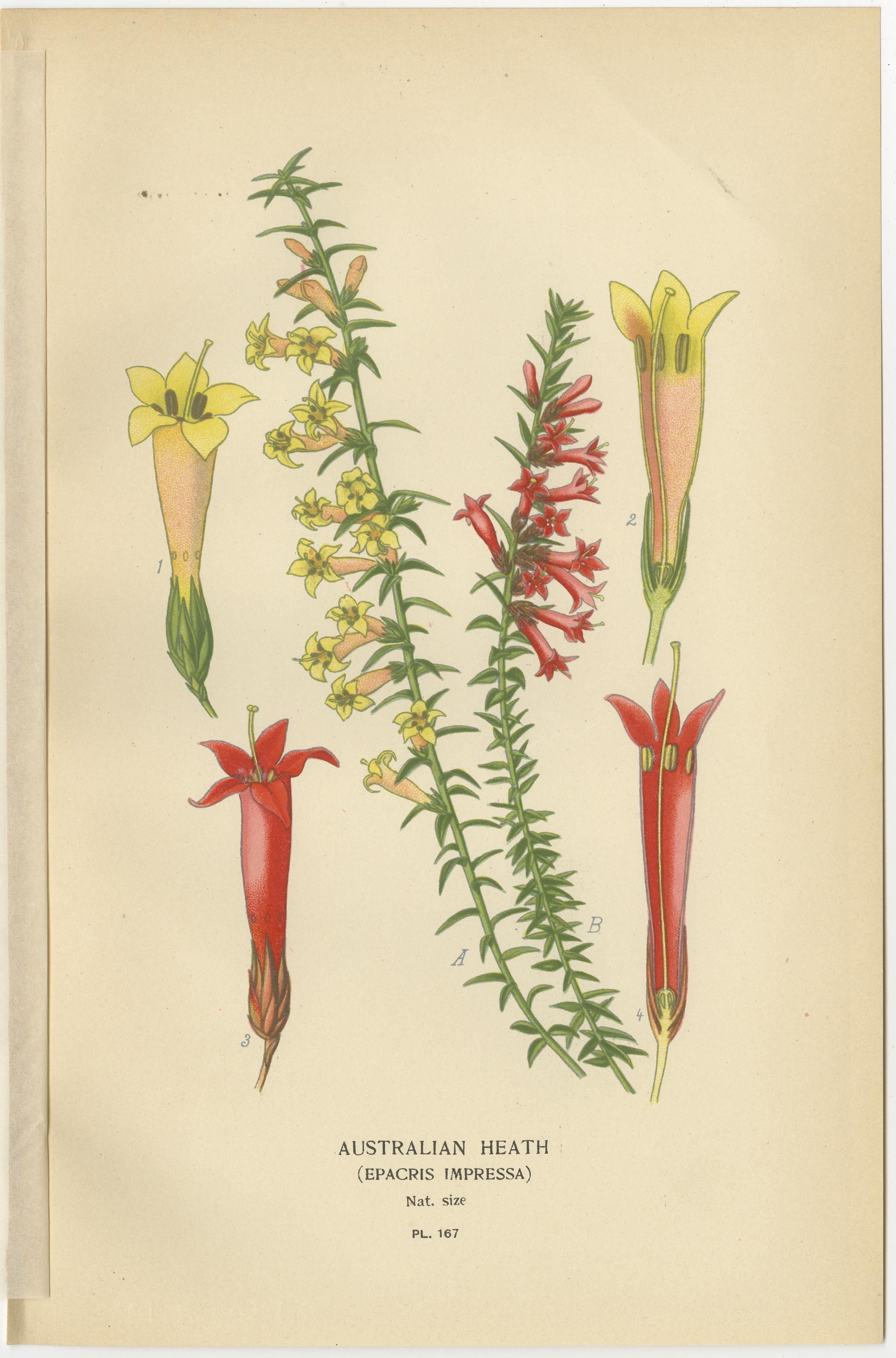 1897 Antike botanische Drucke - Azalee, Heidesorten und Seelavendel (Spätes 19. Jahrhundert) im Angebot