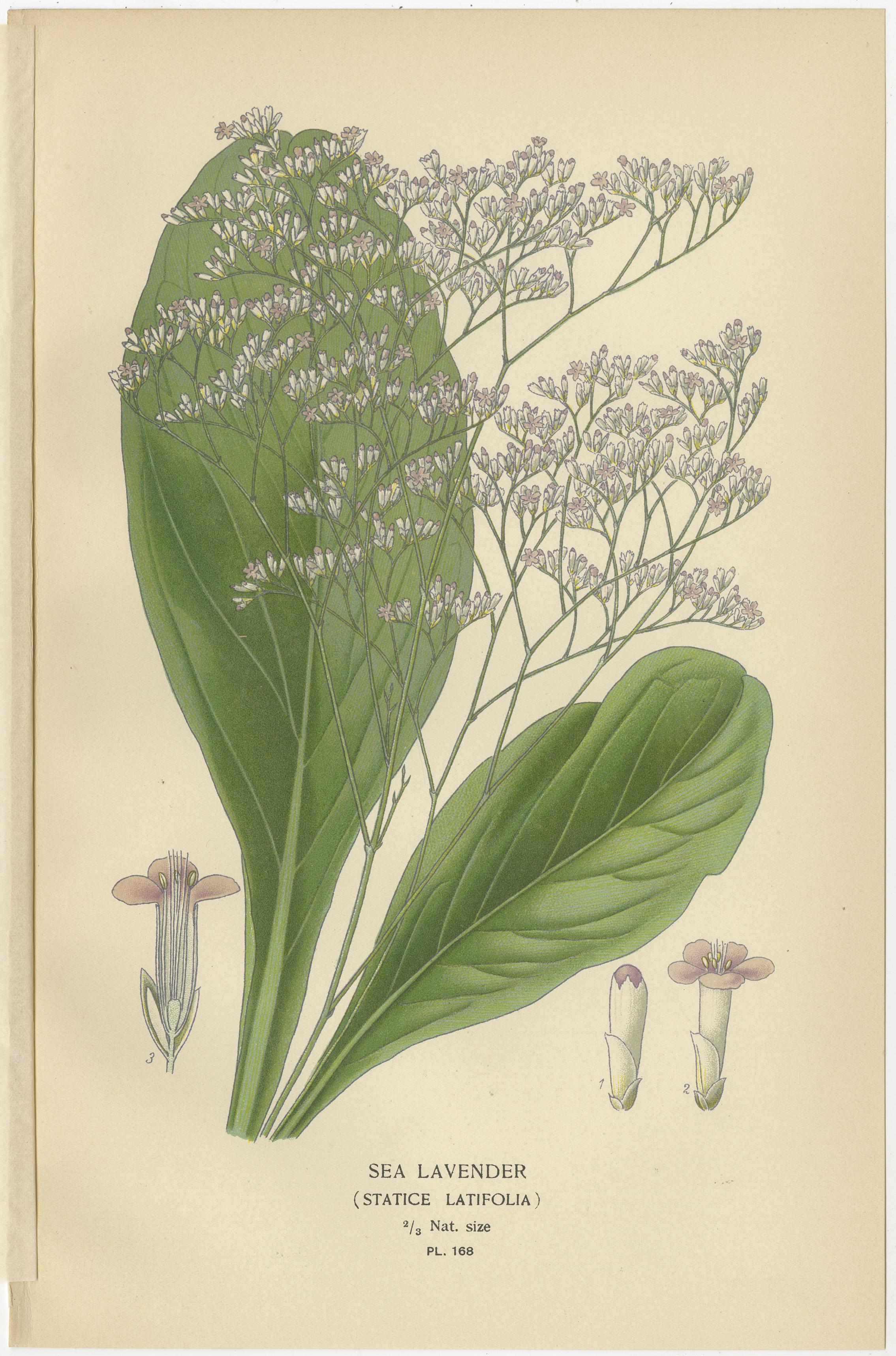 1897 Antike botanische Drucke - Azalee, Heidesorten und Seelavendel (Papier) im Angebot