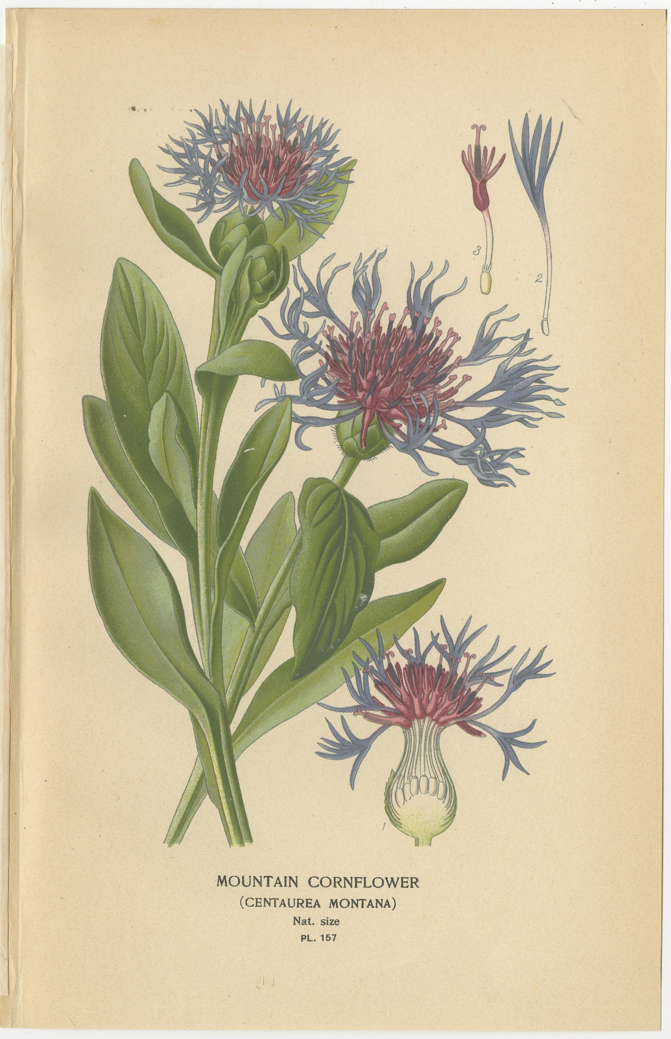1897 Estampas Botánicas Antiguas - Aciano, Siempreviva, Campanillas de Canterbury en Bueno estado para la venta en Langweer, NL