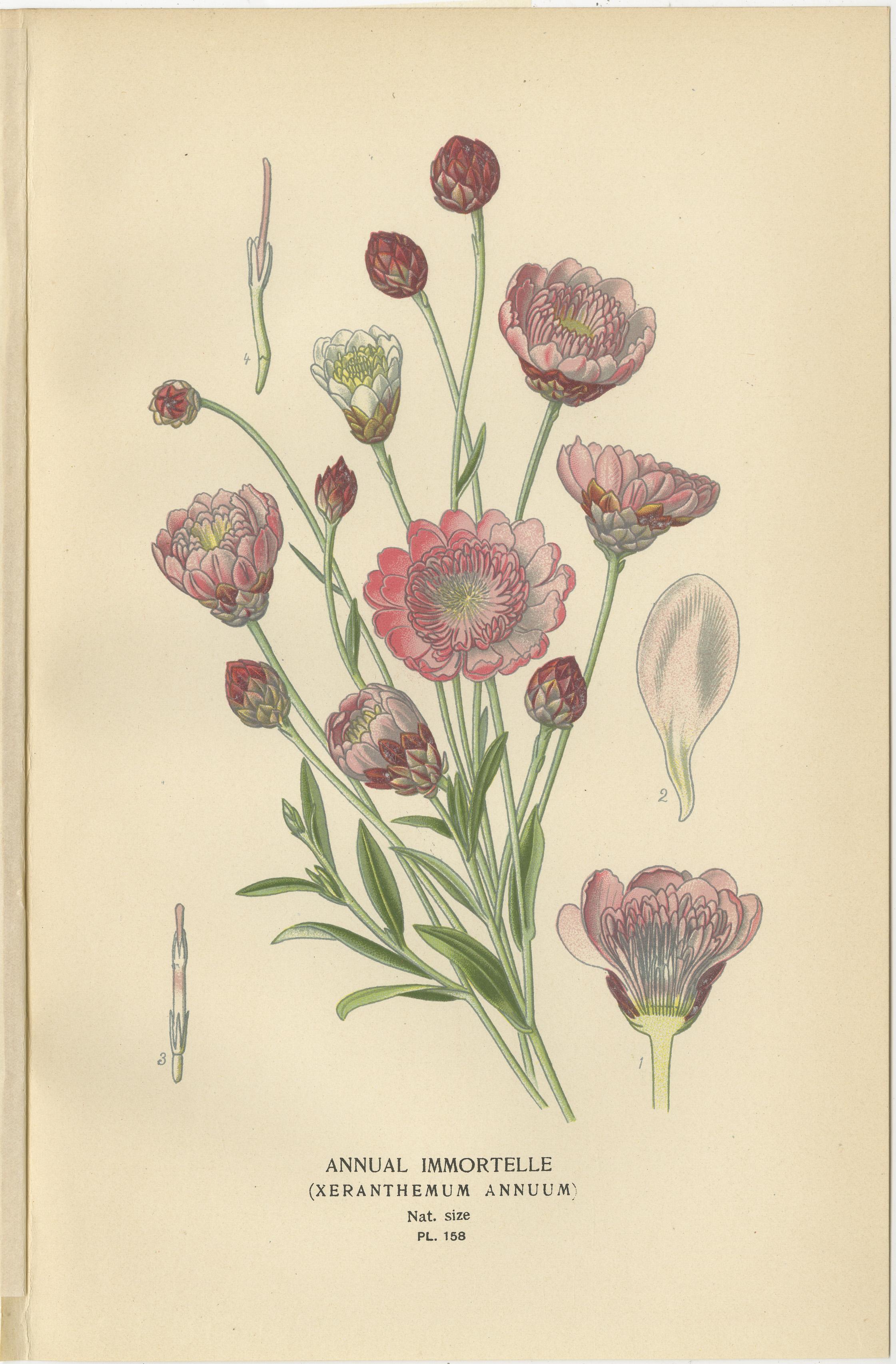 1897 Estampas Botánicas Antiguas - Aciano, Siempreviva, Campanillas de Canterbury Fines del siglo XIX en venta