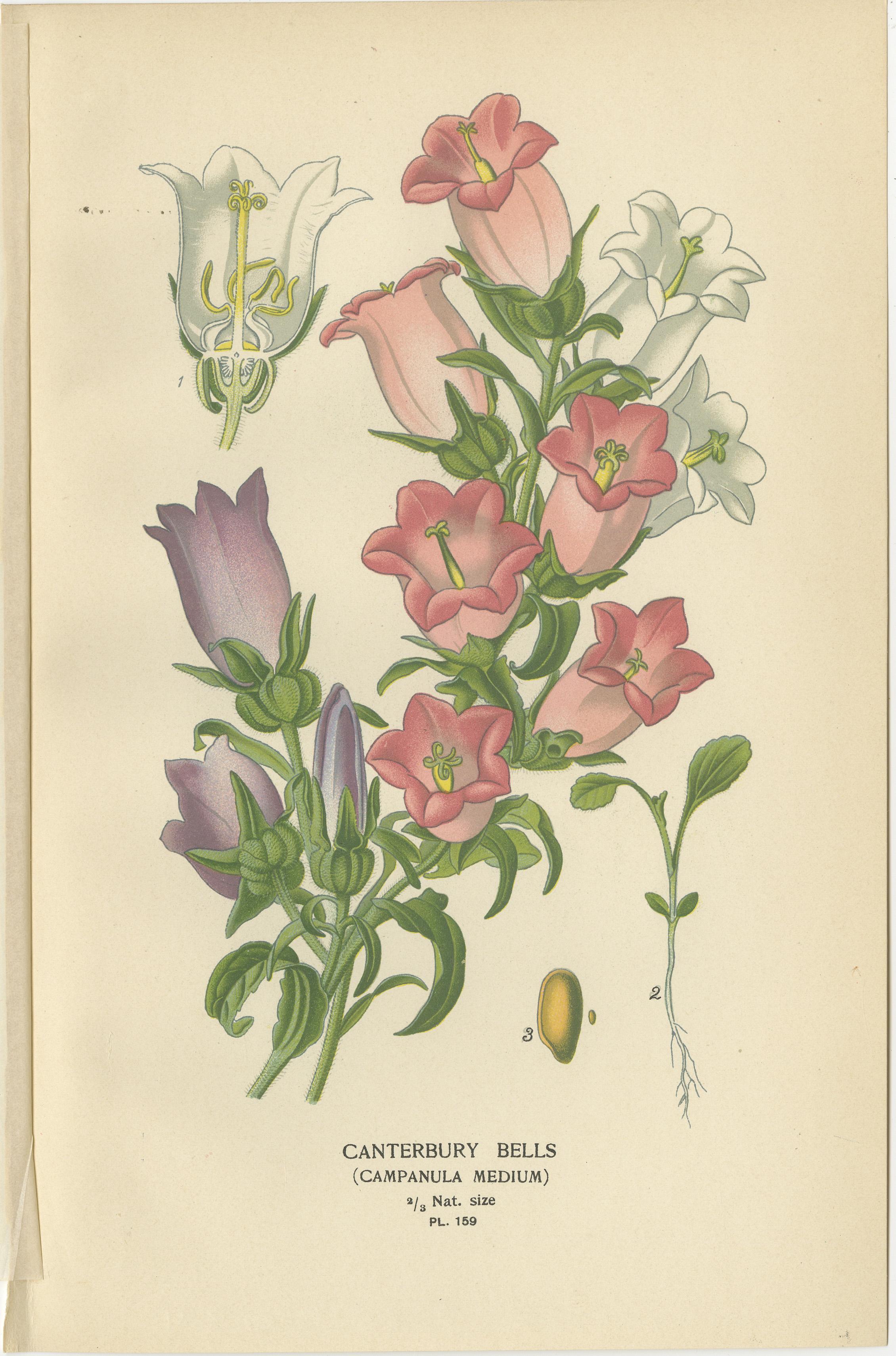 1897 Estampas Botánicas Antiguas - Aciano, Siempreviva, Campanillas de Canterbury Papel en venta