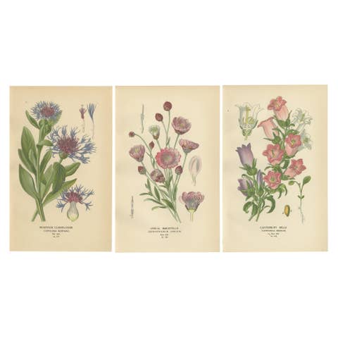 1897 Antique Botanical Prints – Cornflower, Immortelle, Canterbury Bells
