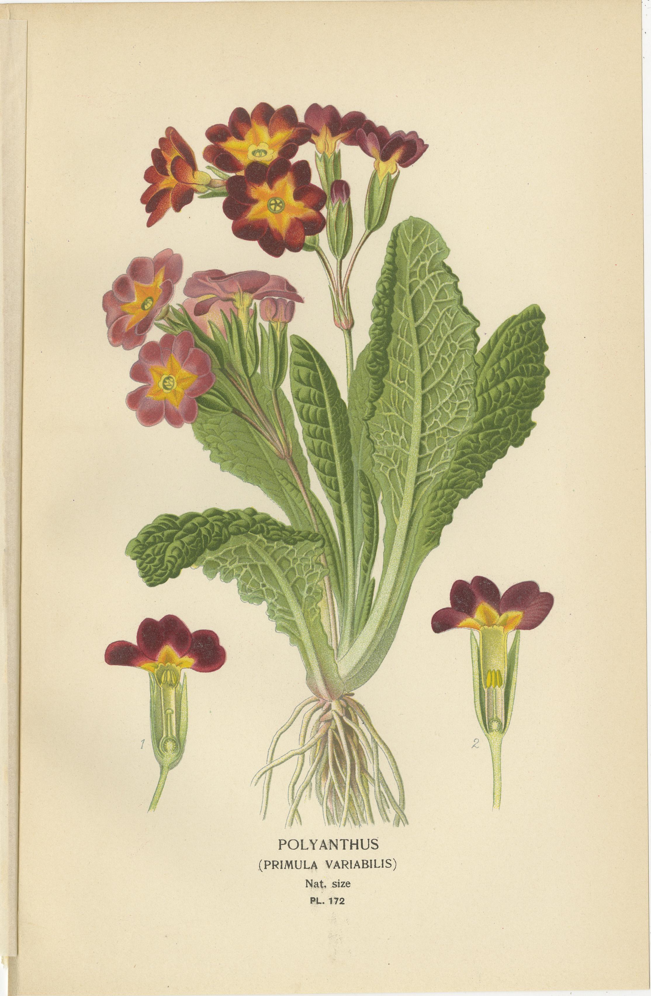 Titel: Antike botanische Drucke von 1897 - Polyanthus, Auricula und Primeln  
 
Diese Sammlung von vier botanischen Originaldrucken aus dem Jahr 1897 zeigt die Schönheit von Polyanthus (*Primula variabilis*), Auricula (*Primula auricula*),