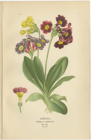 1897 Antique Botanical Prints, Polyanthus, Auricula and Primroses, view 3