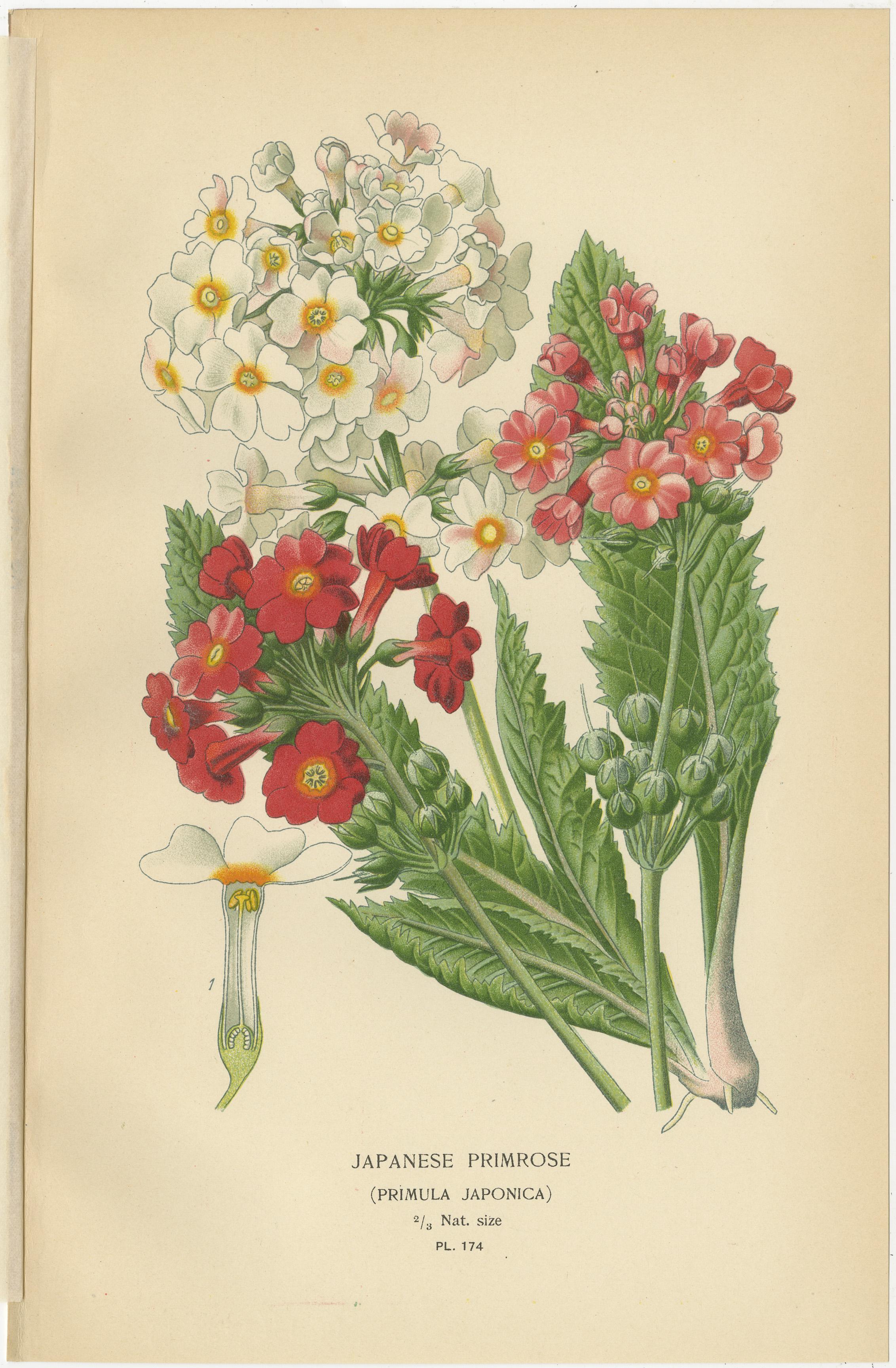 1897 Antike botanische Drucke - Polyanthus, Auricula und Primeln (Spätes 19. Jahrhundert) im Angebot