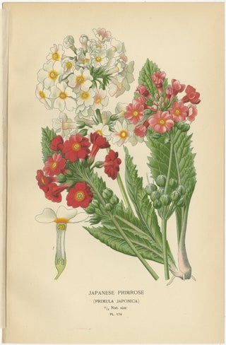 1897 Antique Botanical Prints, Polyanthus, Auricula and Primroses, view 4
