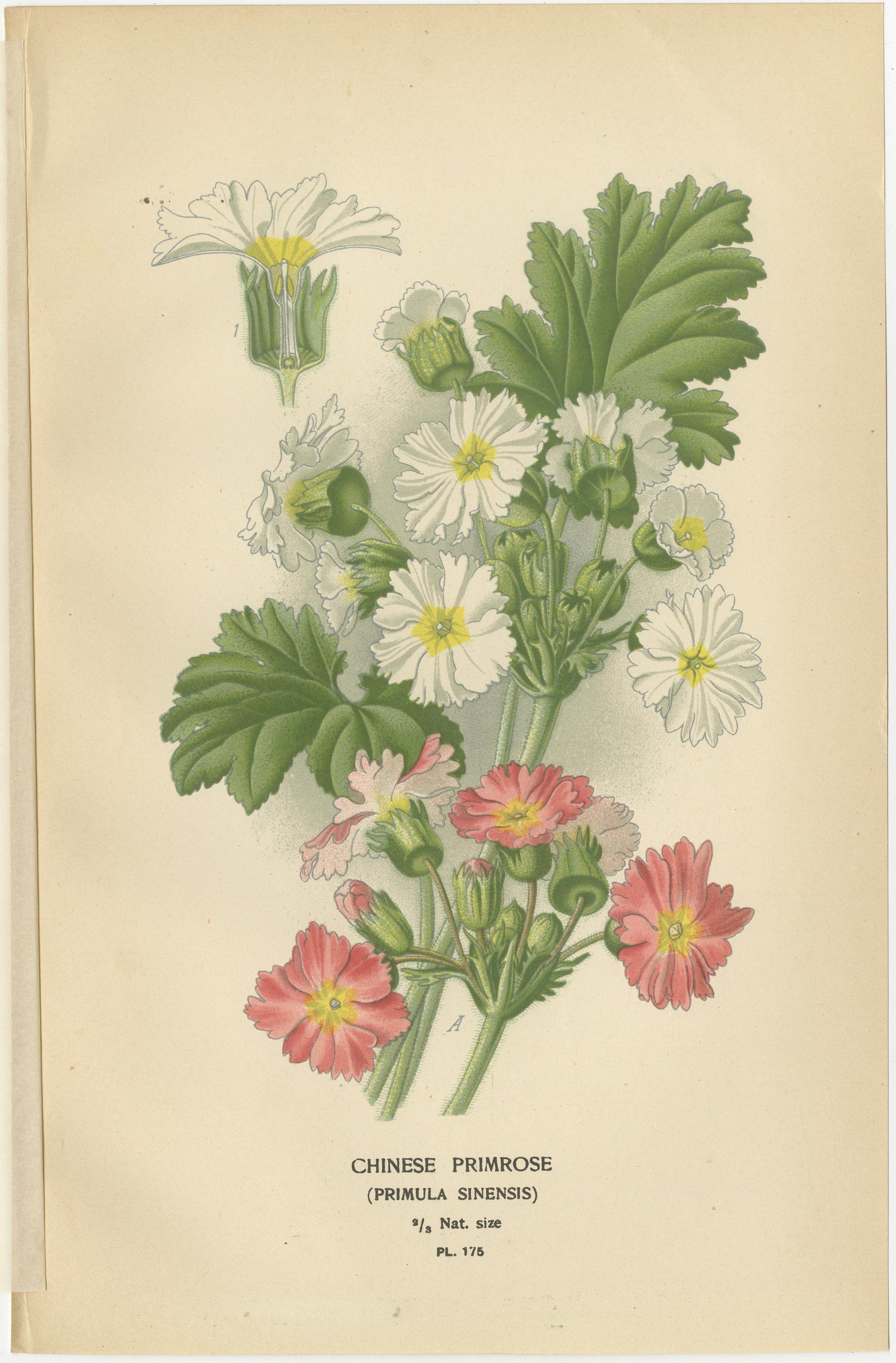 1897 Antike botanische Drucke - Polyanthus, Auricula und Primeln (Papier) im Angebot