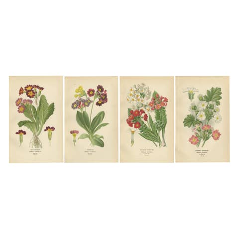1897 Antique Botanical Prints – Polyanthus, Auricula and Primroses