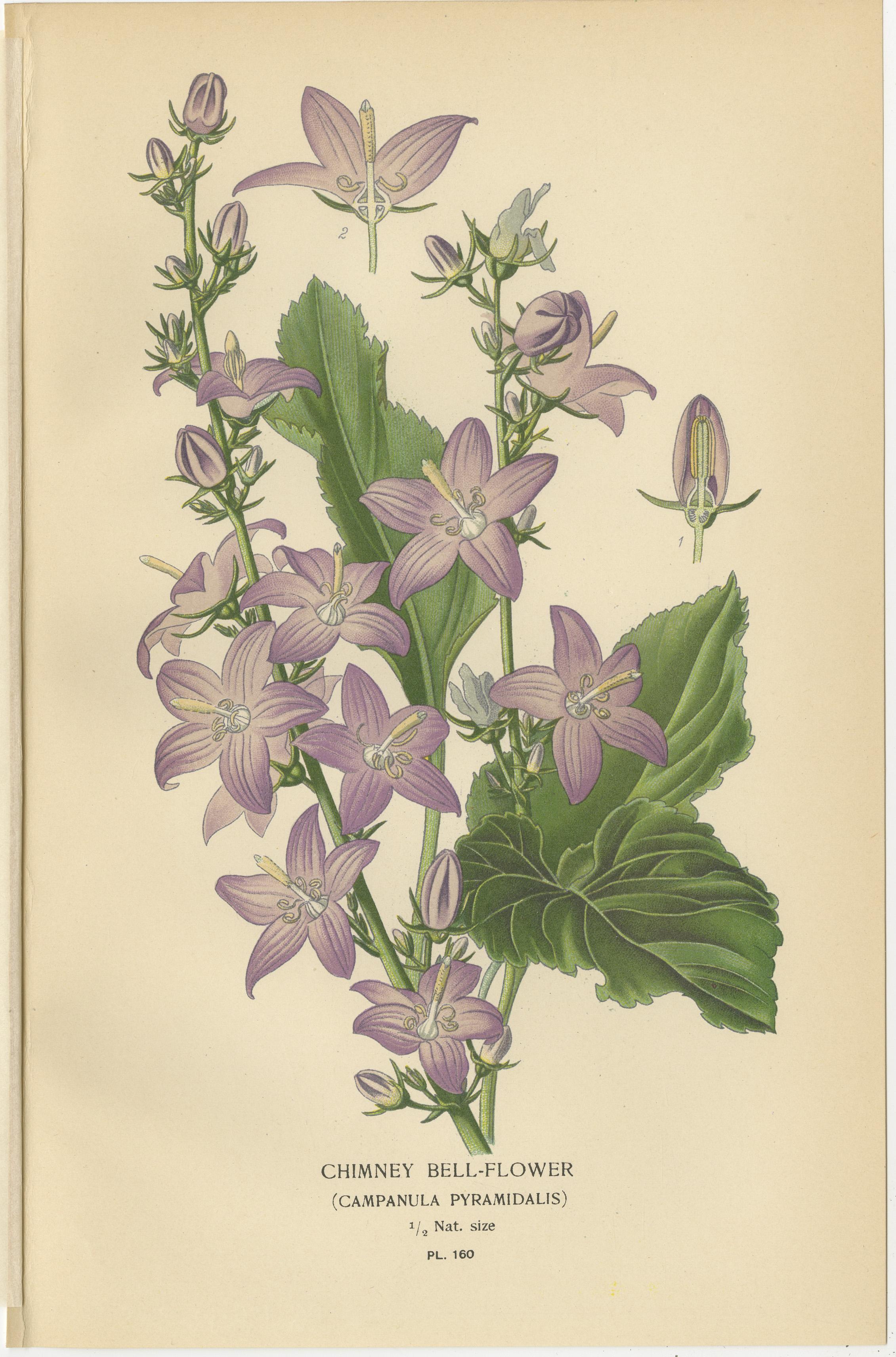 Title: 1897 Antique Botanical Prints – Bellflowers and Lobelias Trio  

Description:  
This stunning set of three original 1897 botanical prints showcases the Chimney Bellflower ('Campanula pyramidalis'), the Peach-Leaved Bellflower (Campanula