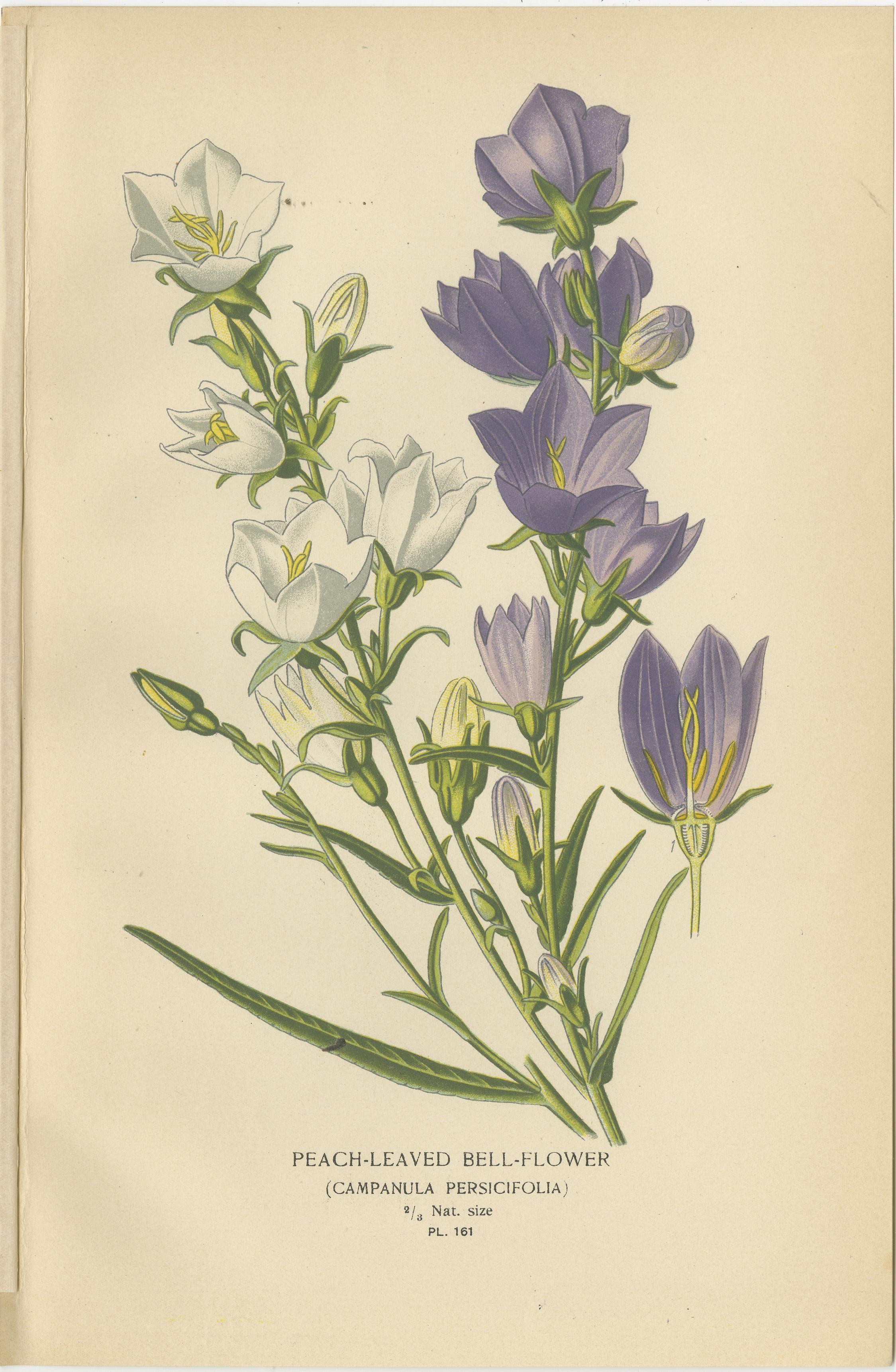 1897 Antique Botanical Prints – Purple and Blue Bellflowers and Lobelias Trio In Good Condition For Sale In Langweer, NL