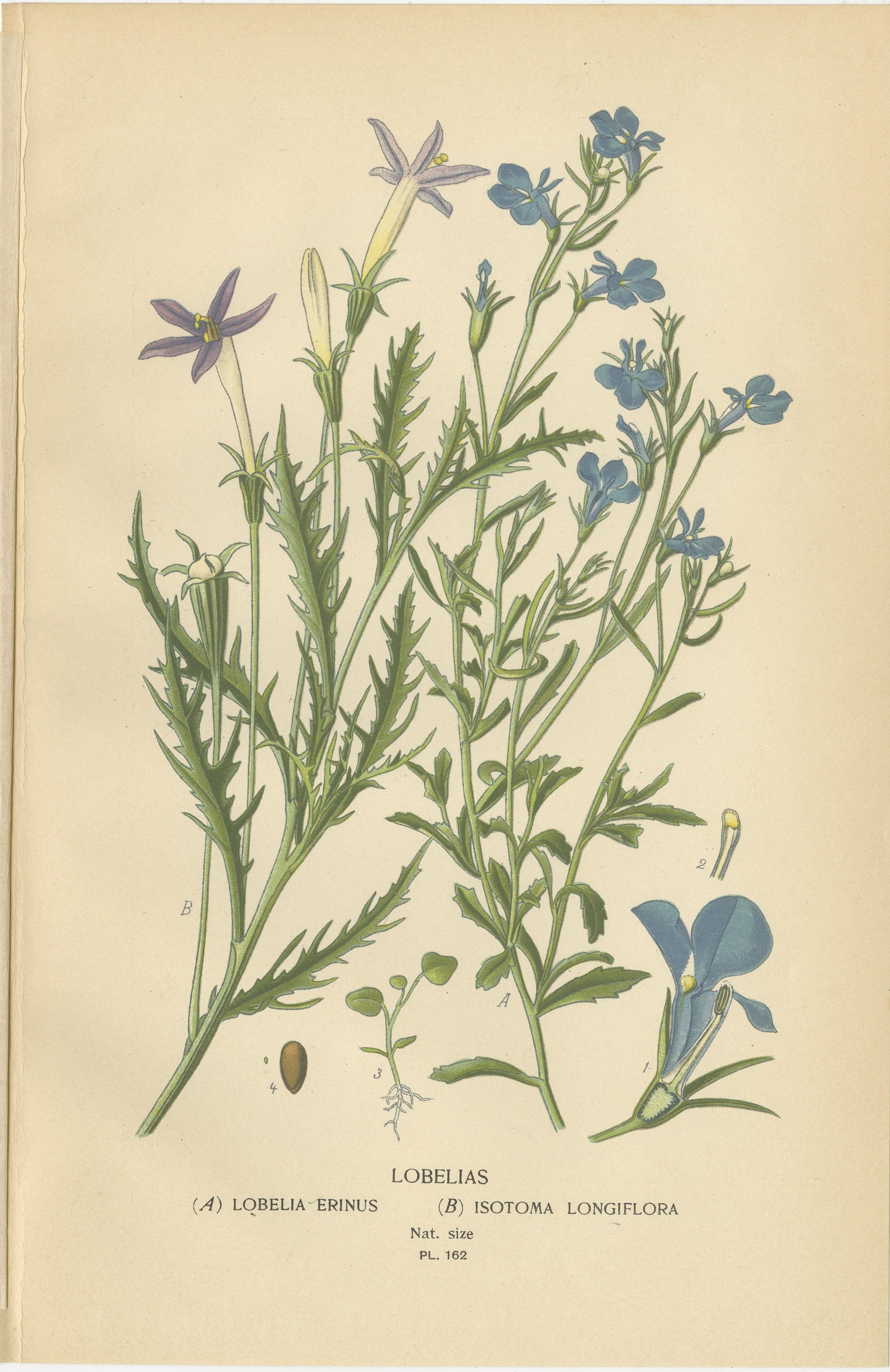Late 19th Century 1897 Antique Botanical Prints – Purple and Blue Bellflowers and Lobelias Trio For Sale