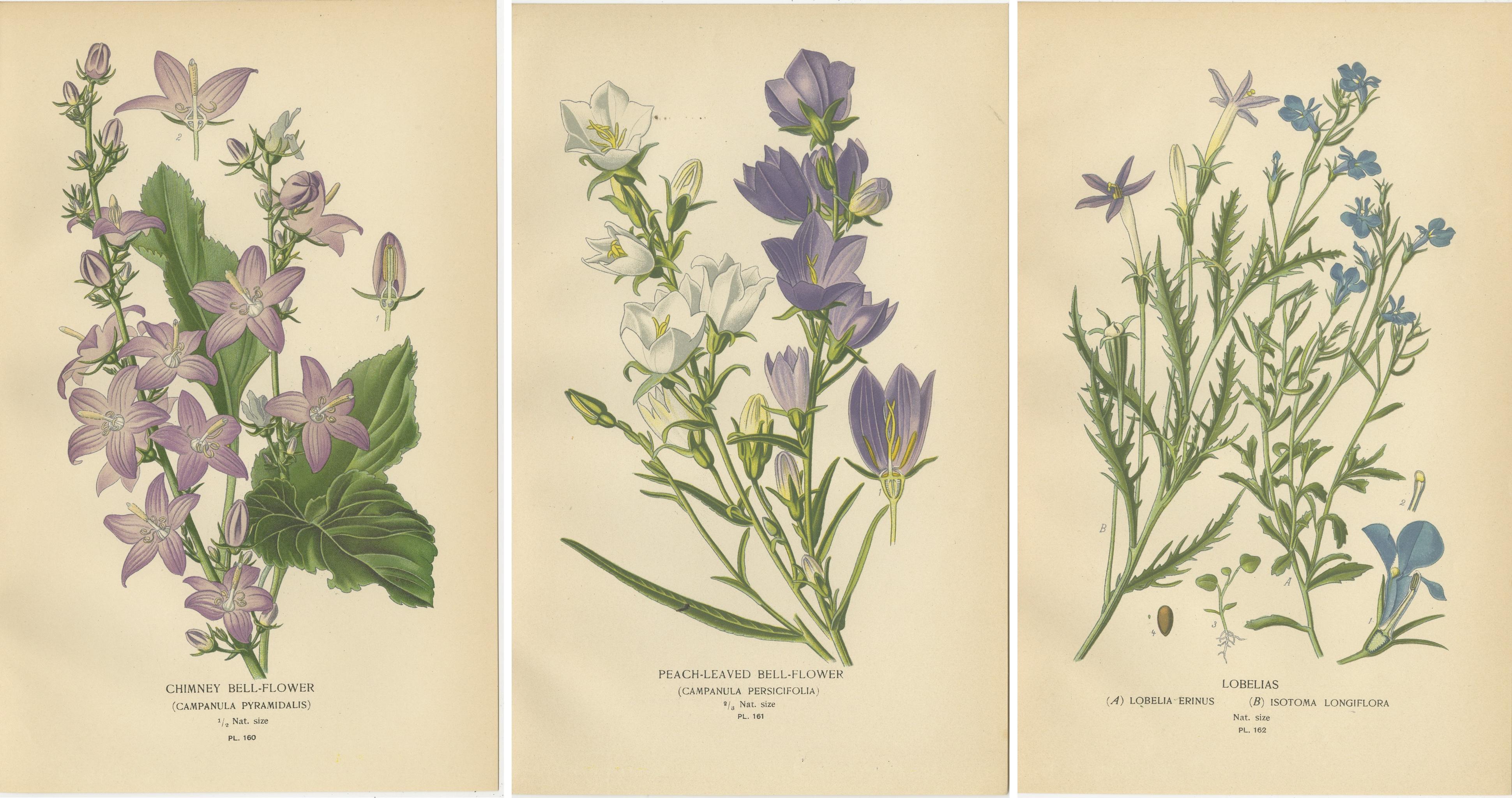 Paper 1897 Antique Botanical Prints – Purple and Blue Bellflowers and Lobelias Trio For Sale